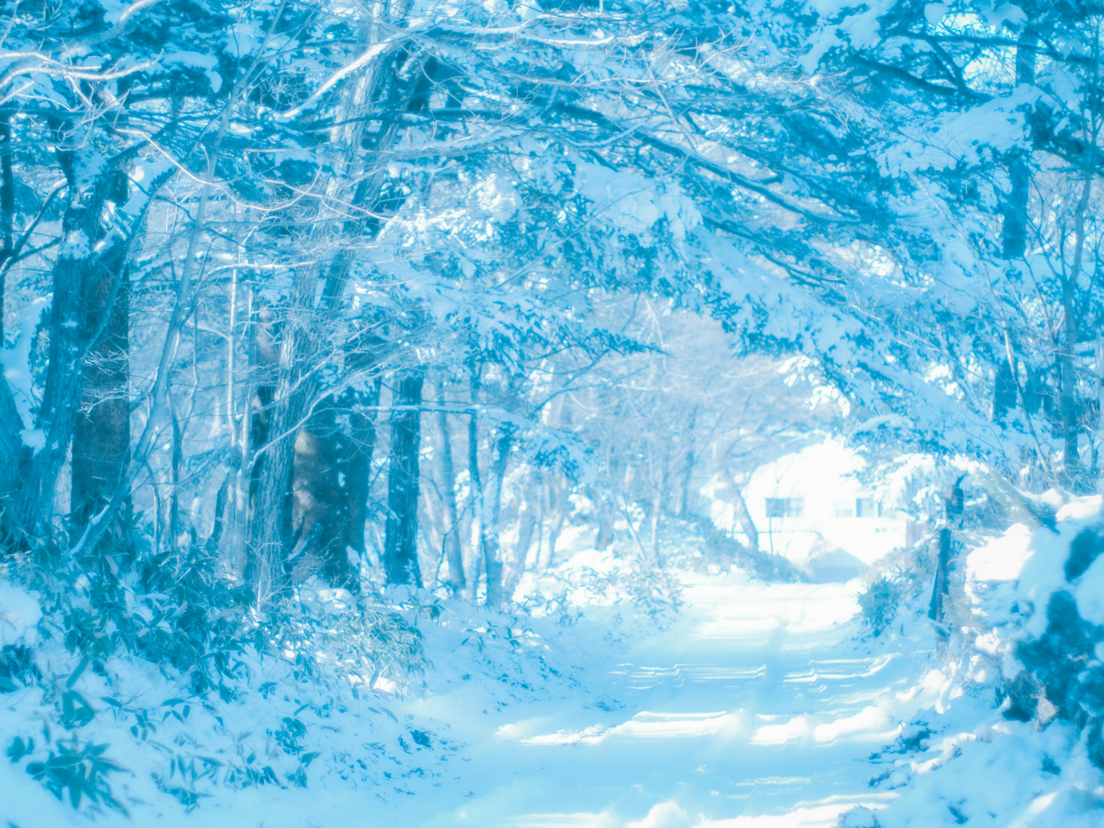 雪に覆われた木々のトンネルが続く静かな道