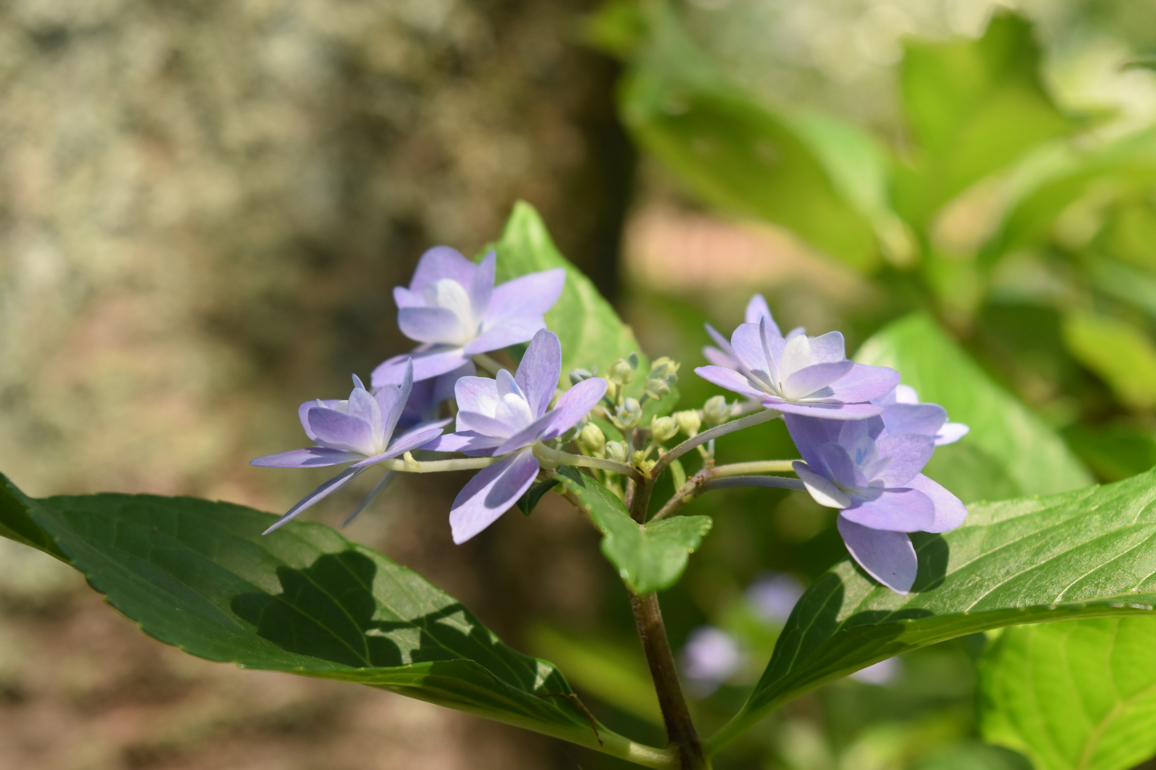 Gros plan d'une plante avec des fleurs violet clair