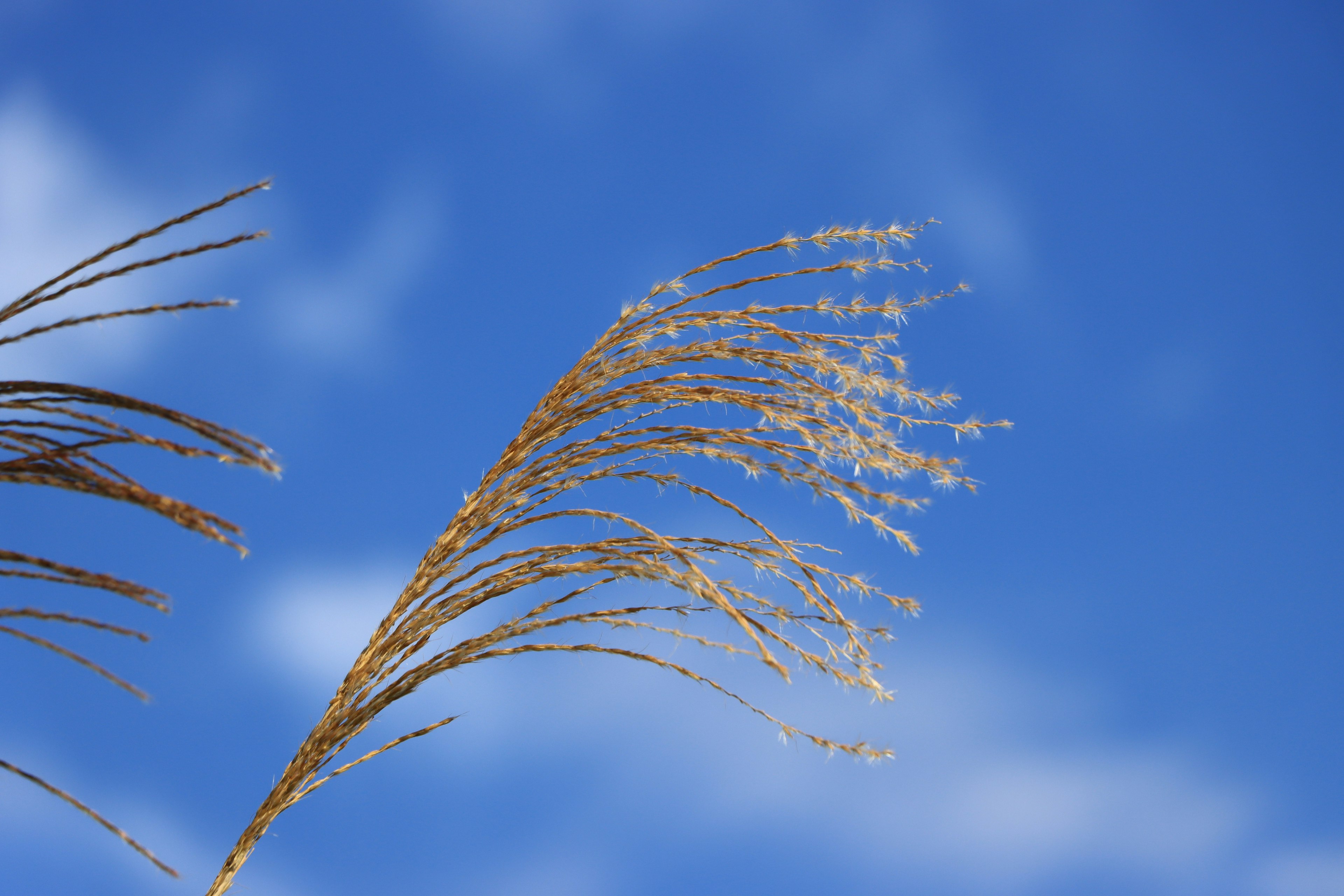 Spiga d'erba delicata contro un cielo blu