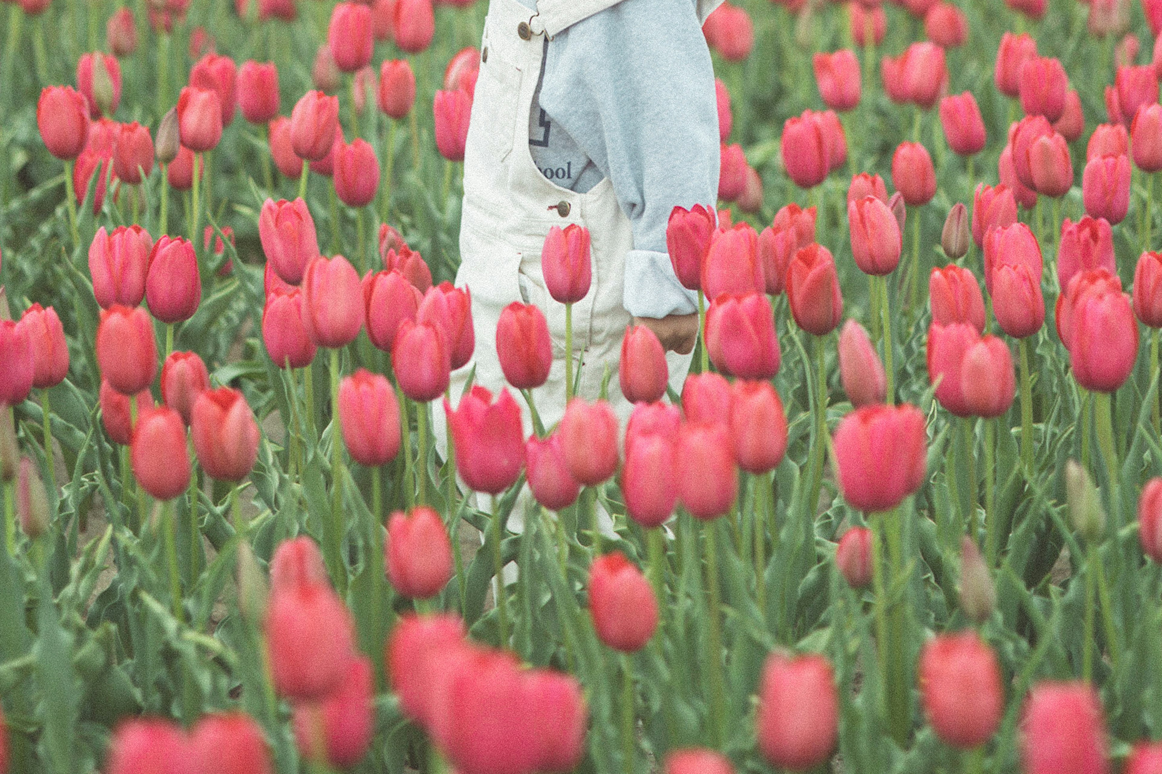 Orang berdiri di antara tulip merah cerah di ladang bunga