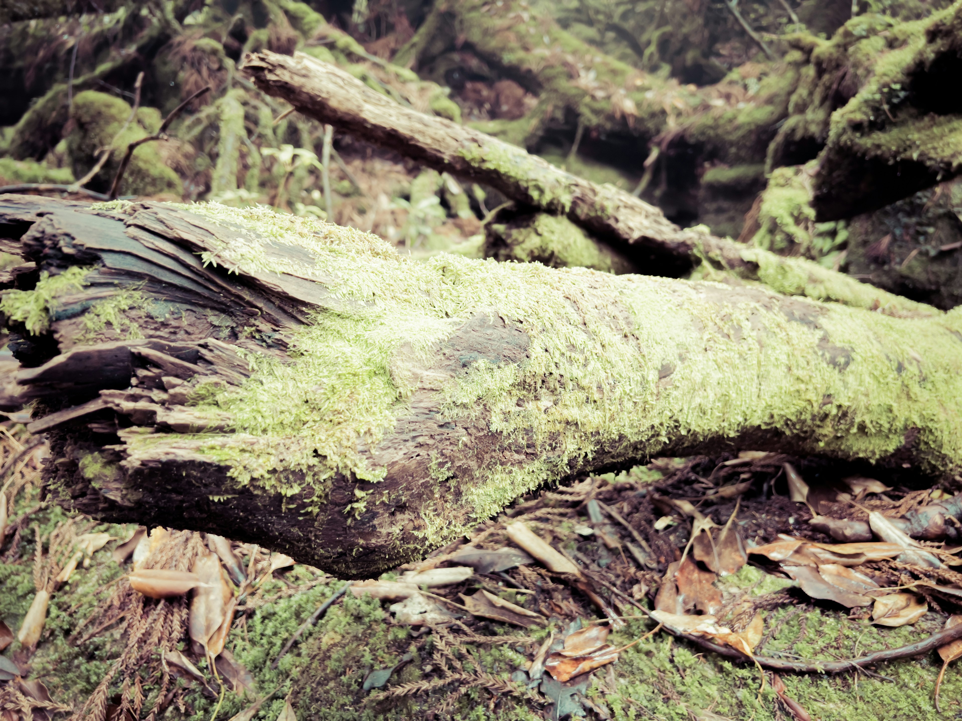 Nahaufnahme eines moosbedeckten umgefallenen Baumstamms mit Elementen des Waldbodens