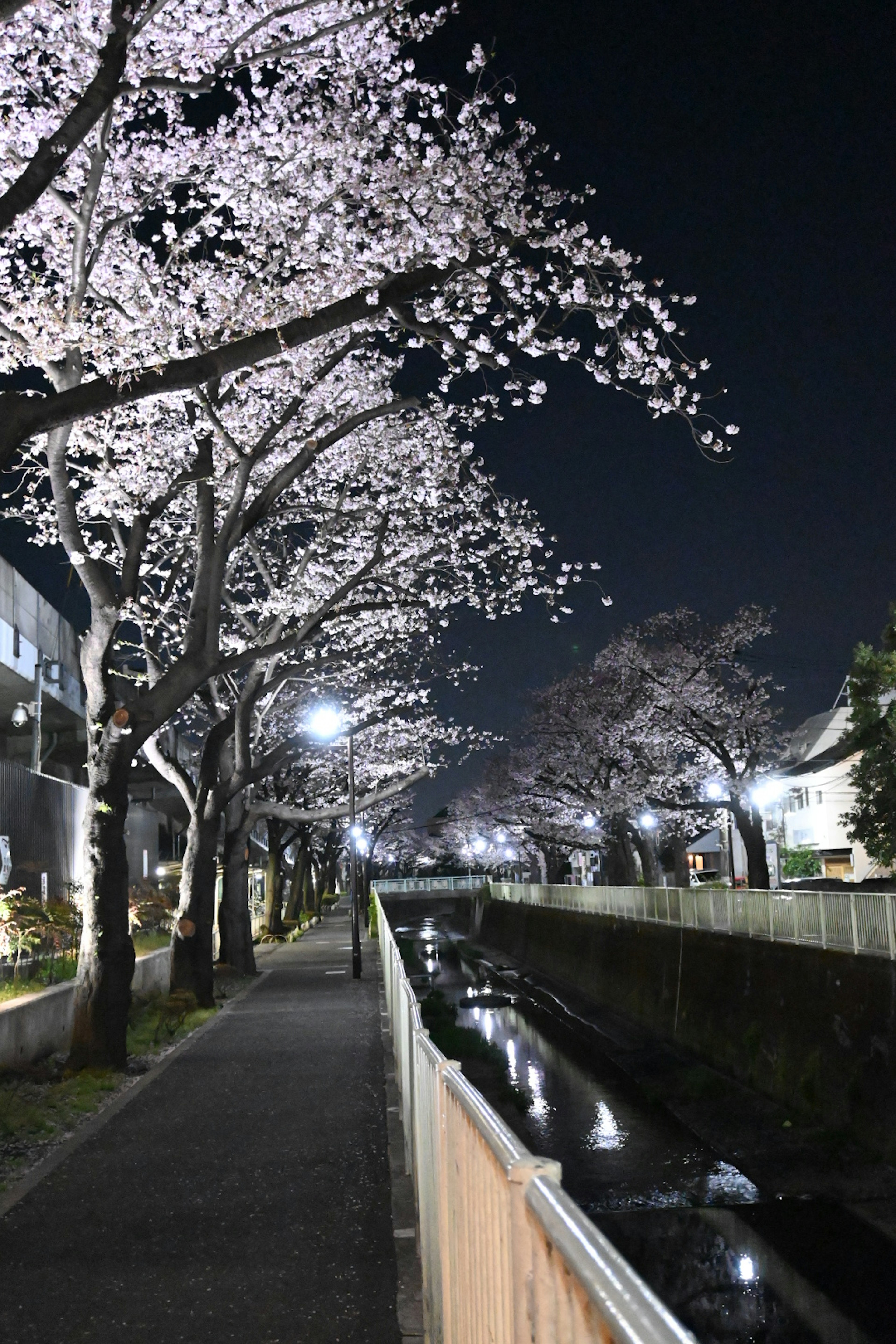 夜晚櫻花樹和河流的景觀