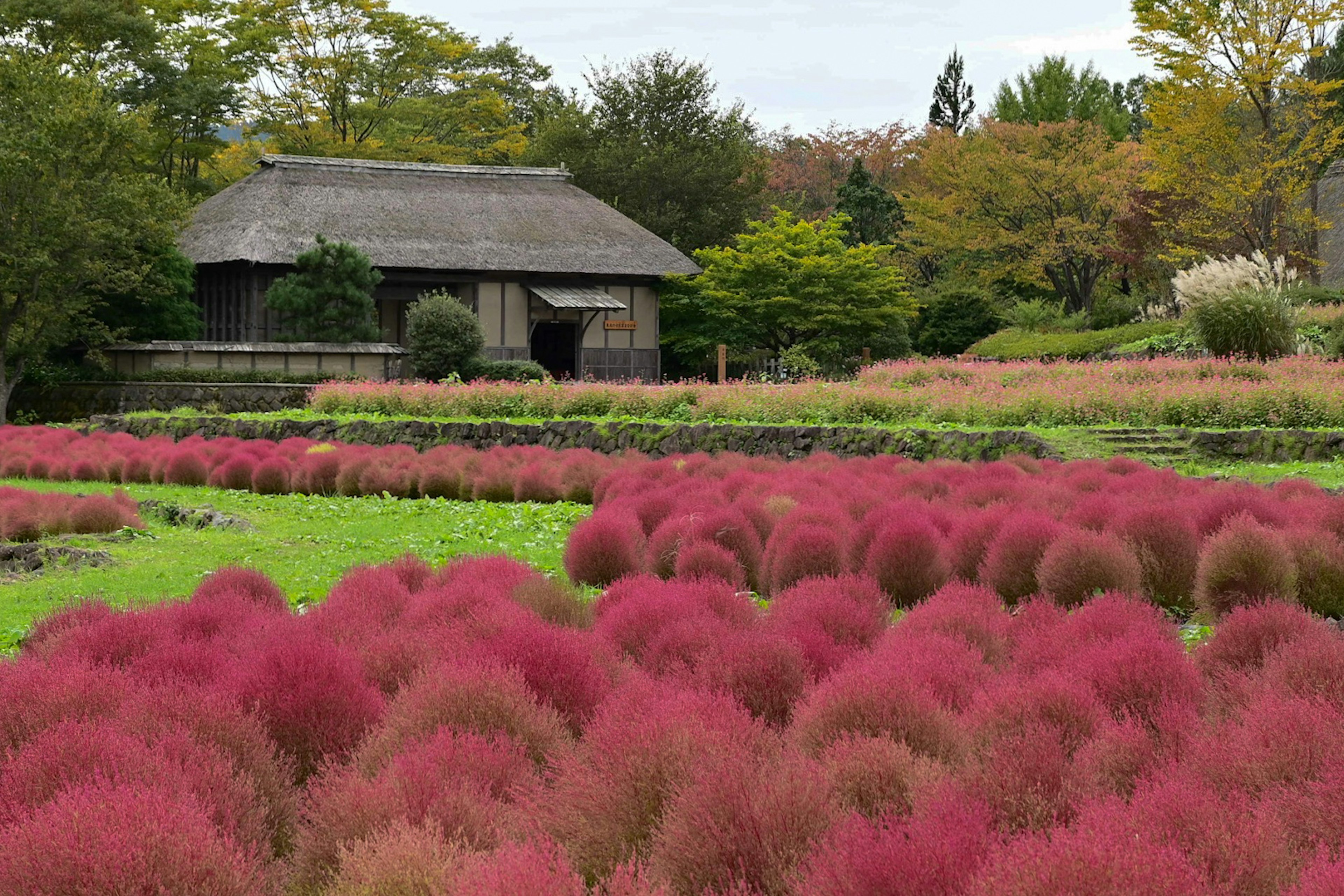 Lebendige rosa Gräser in einer Landschaft mit einem traditionellen japanischen Haus