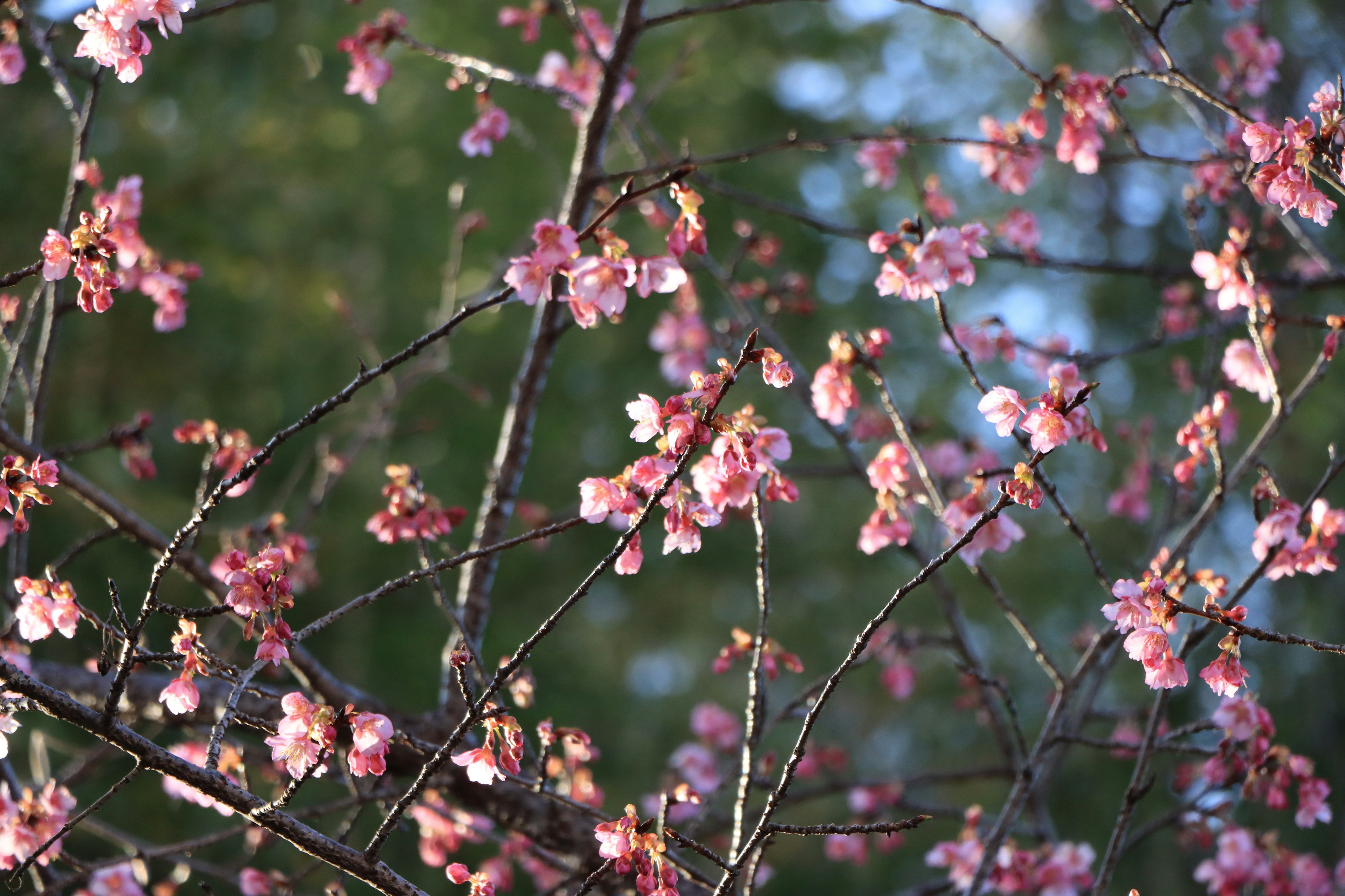 Primer plano de ramas de cerezo con flores rosas