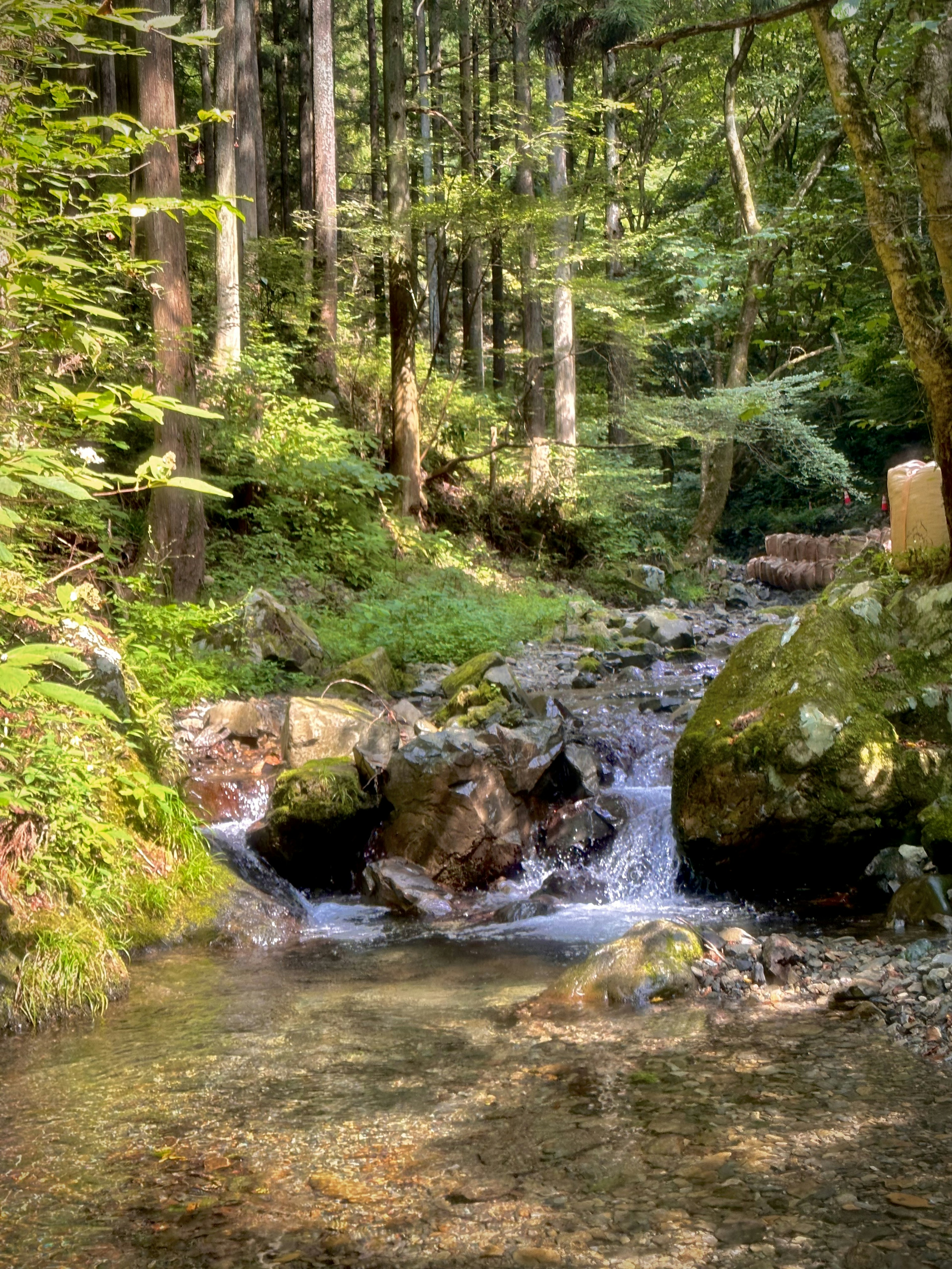 緑豊かな森の中を流れる小川の風景