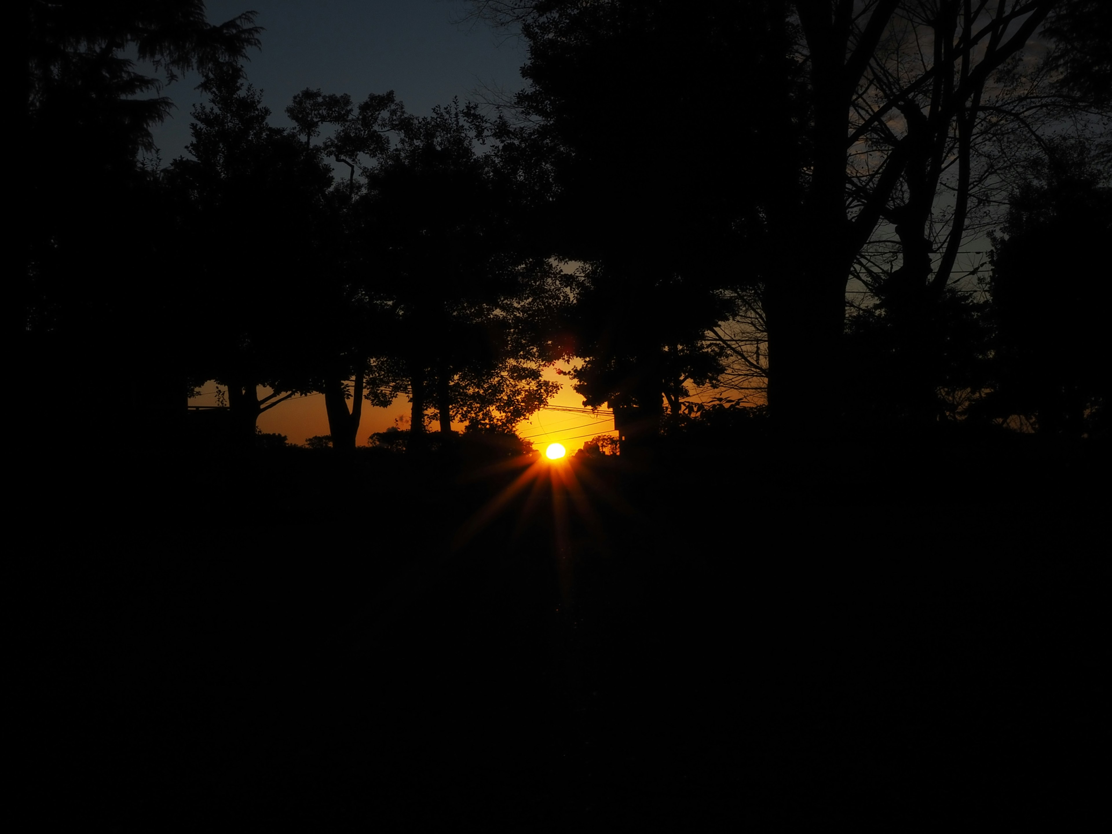 Atardecer visible a través de las siluetas de los árboles