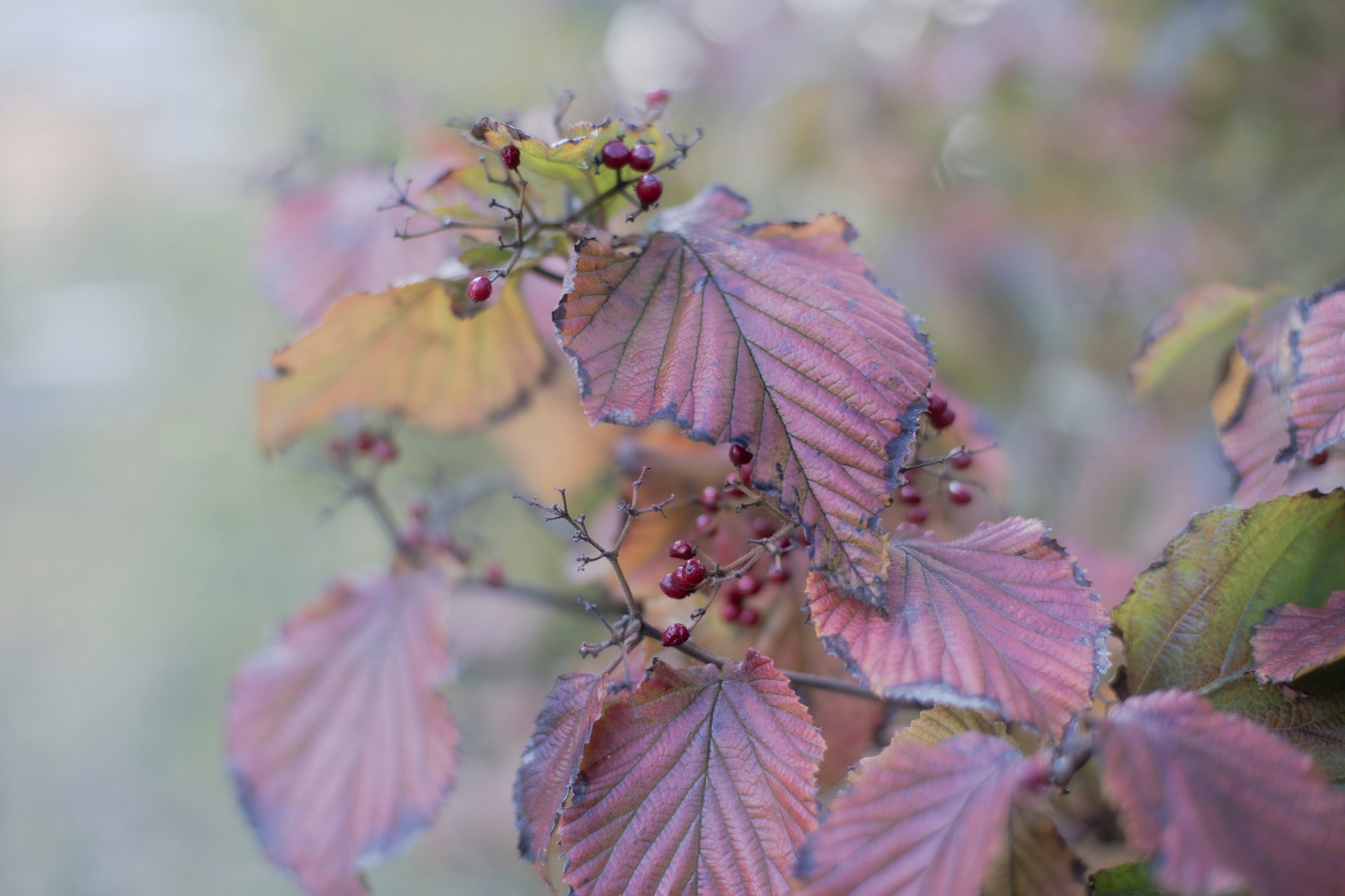 Nahaufnahme von bunten Herbstblättern mit lila und roten Nuancen