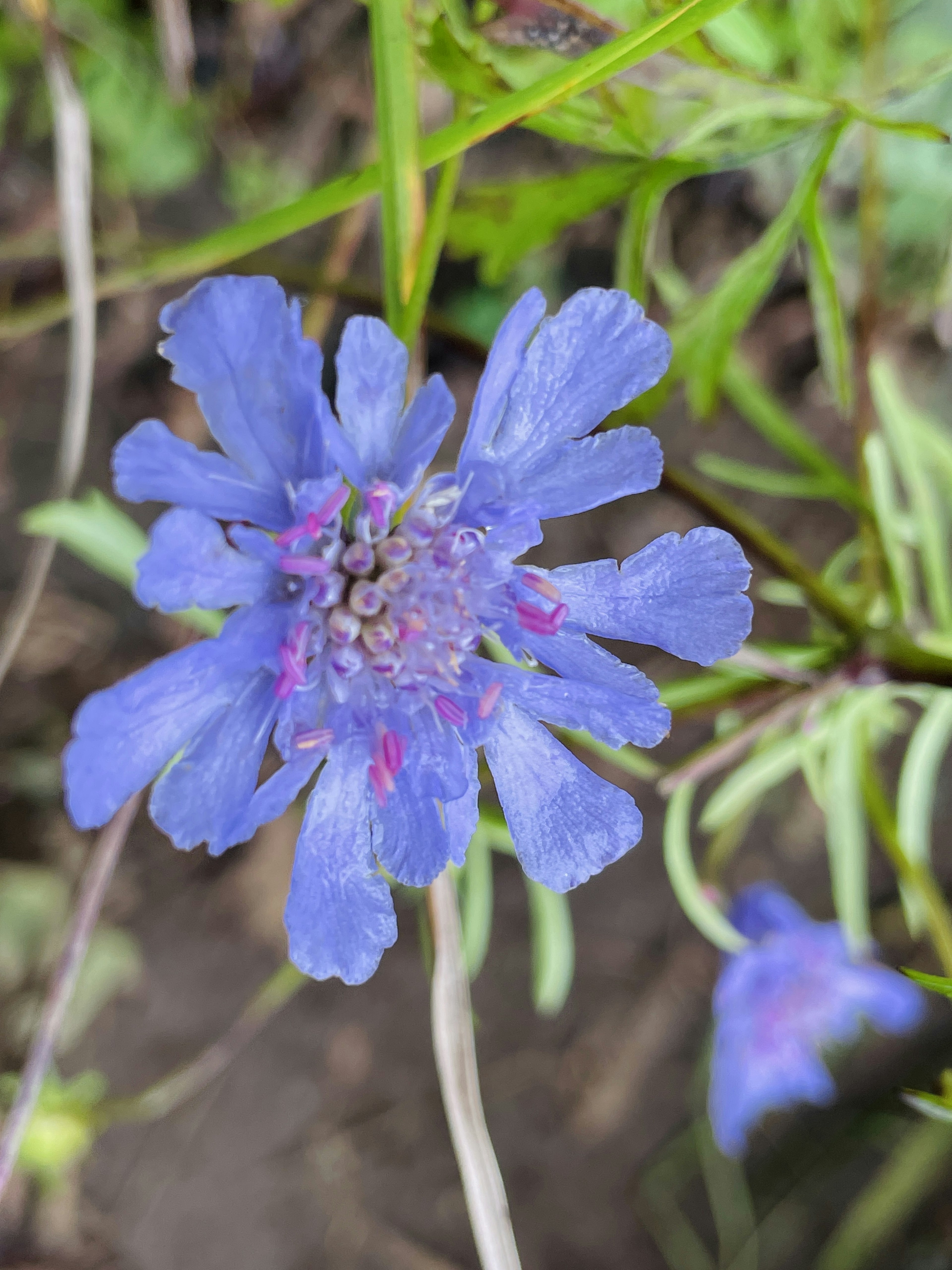 Nahaufnahme einer lila Blume umgeben von grünen Blättern