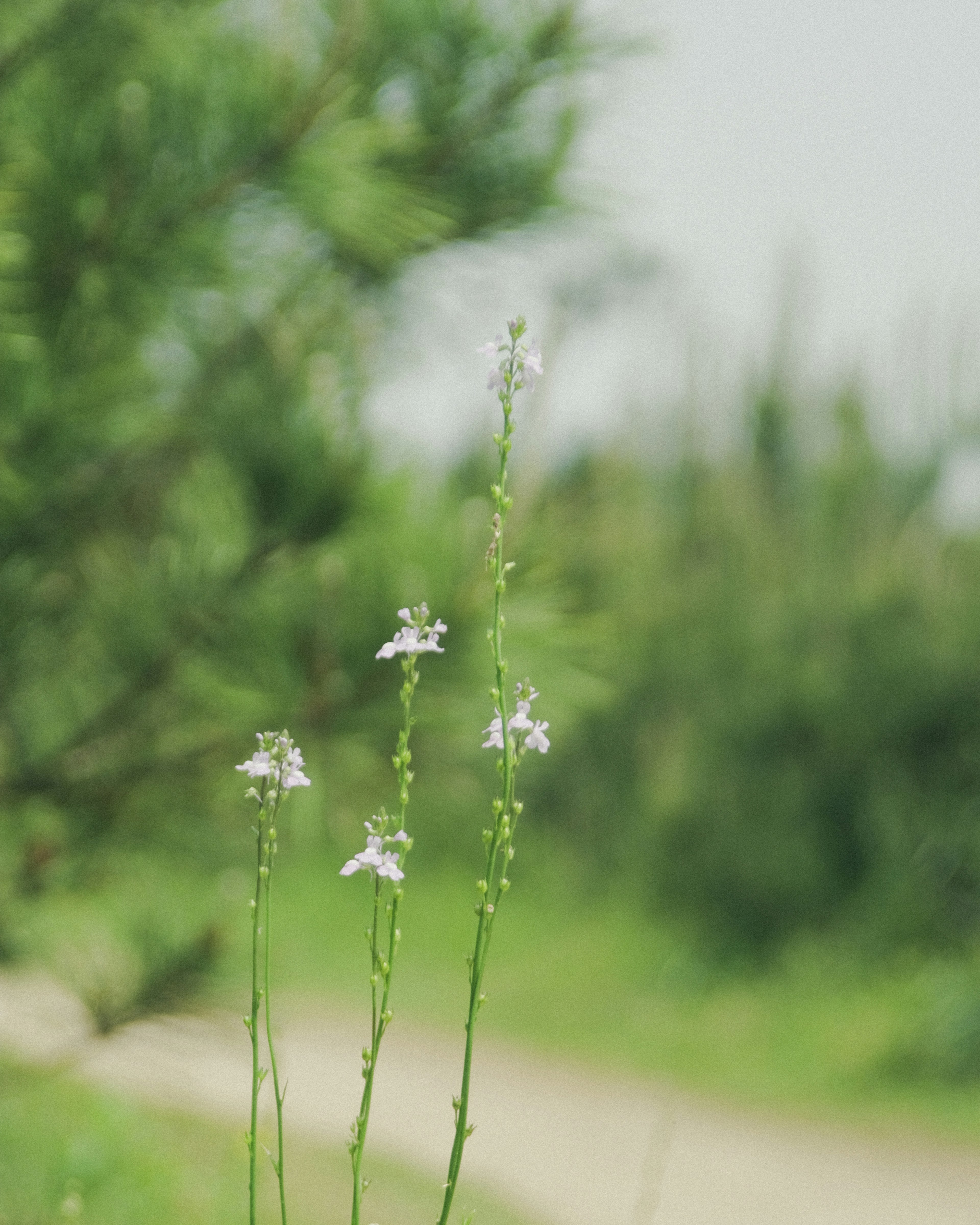 Fleurs blanches délicates sur des tiges vertes fines avec un arrière-plan vert flou