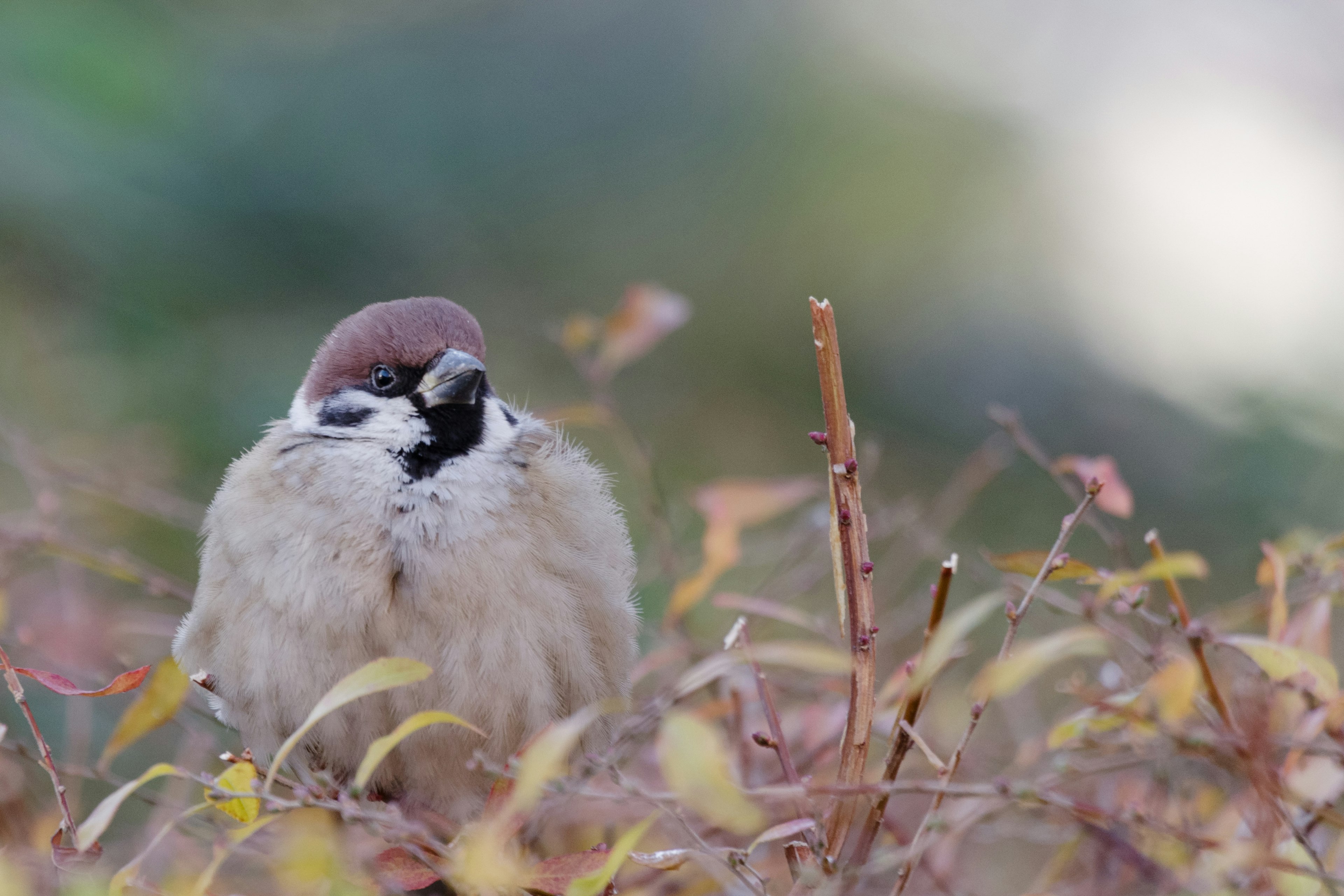 Un moineau duveteux blotti parmi des feuilles d'automne