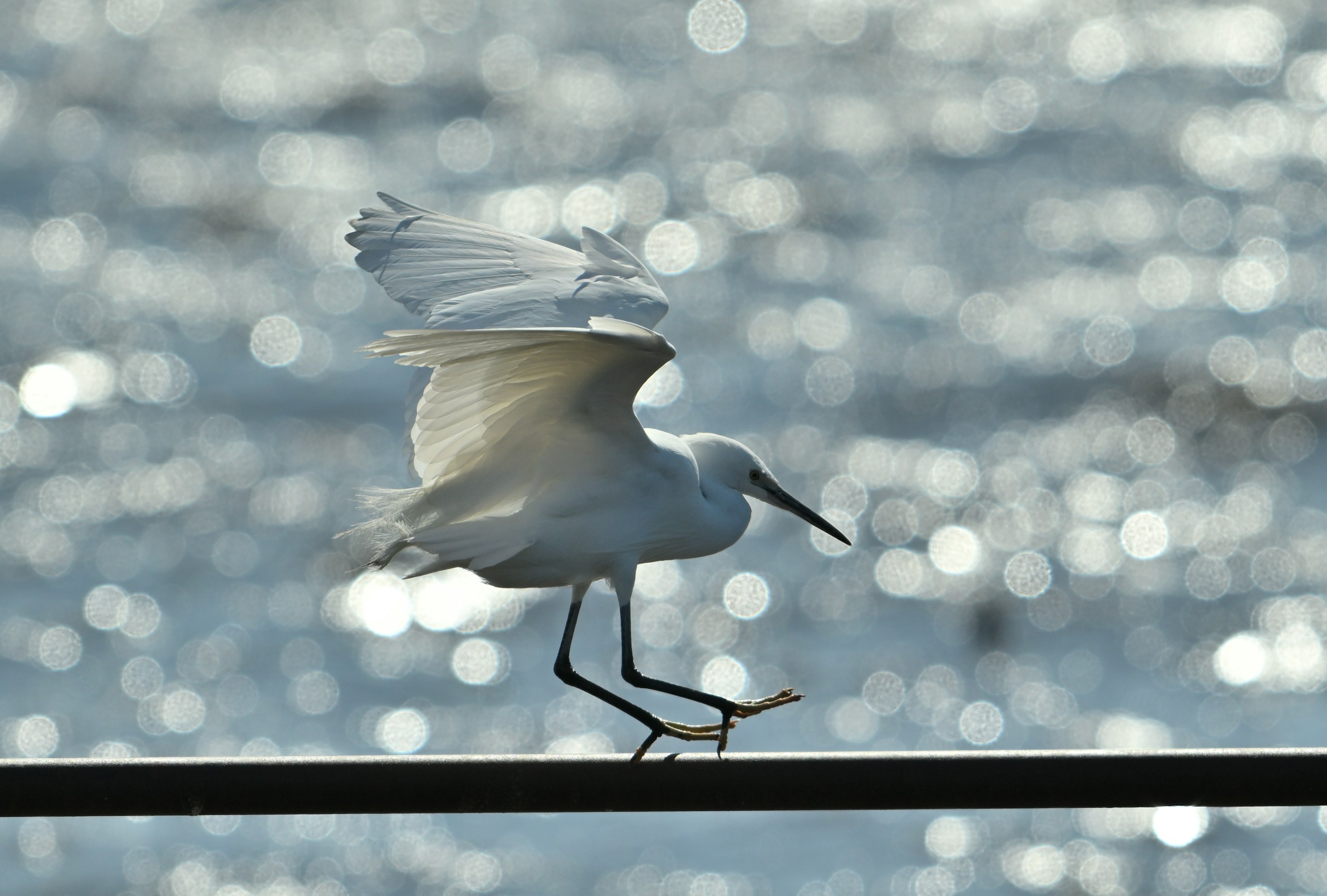 Un uccello bianco che batte le ali vicino alla superficie dell'acqua