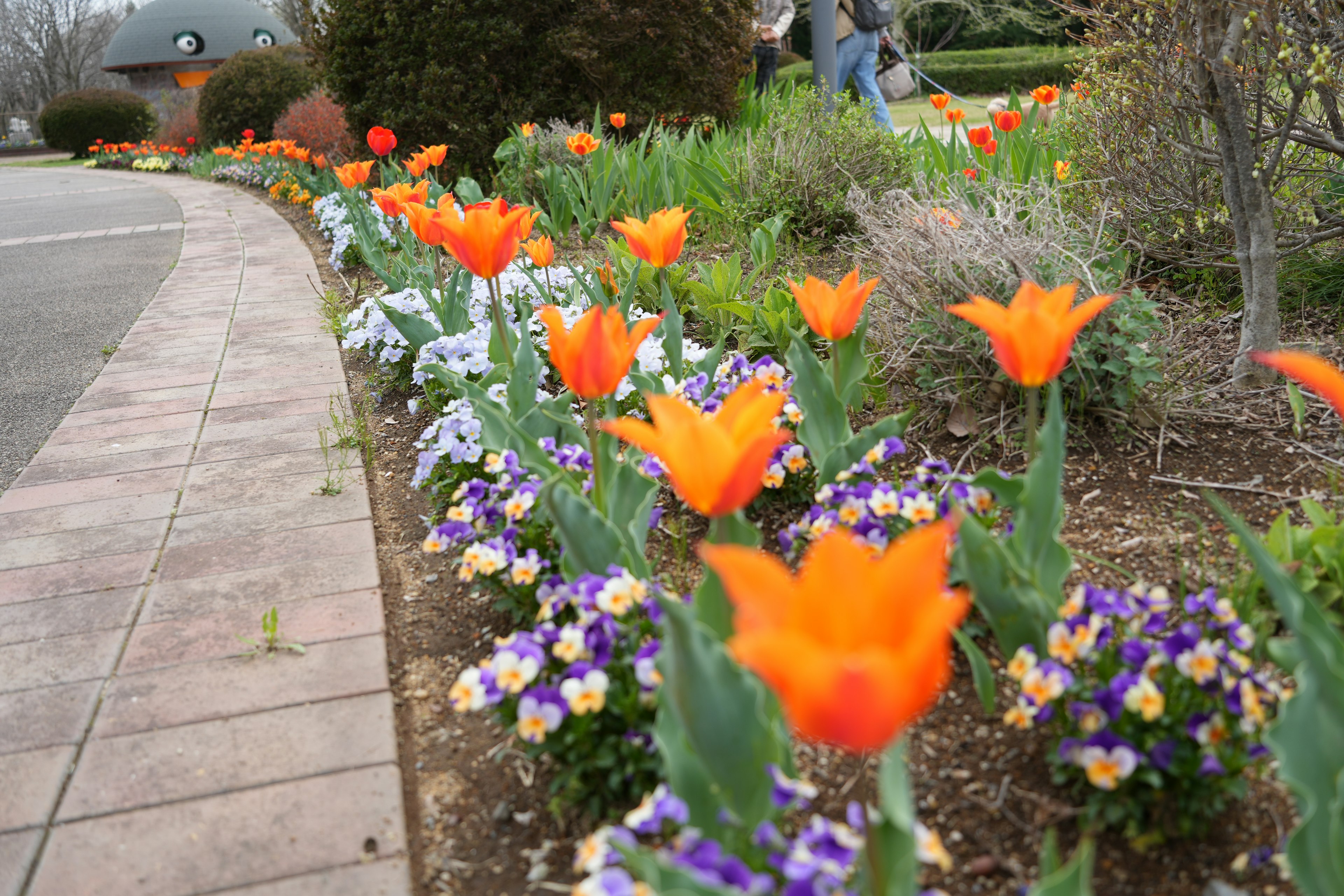 Tulipanes naranjas vibrantes y pensamientos morados en un paisaje de jardín