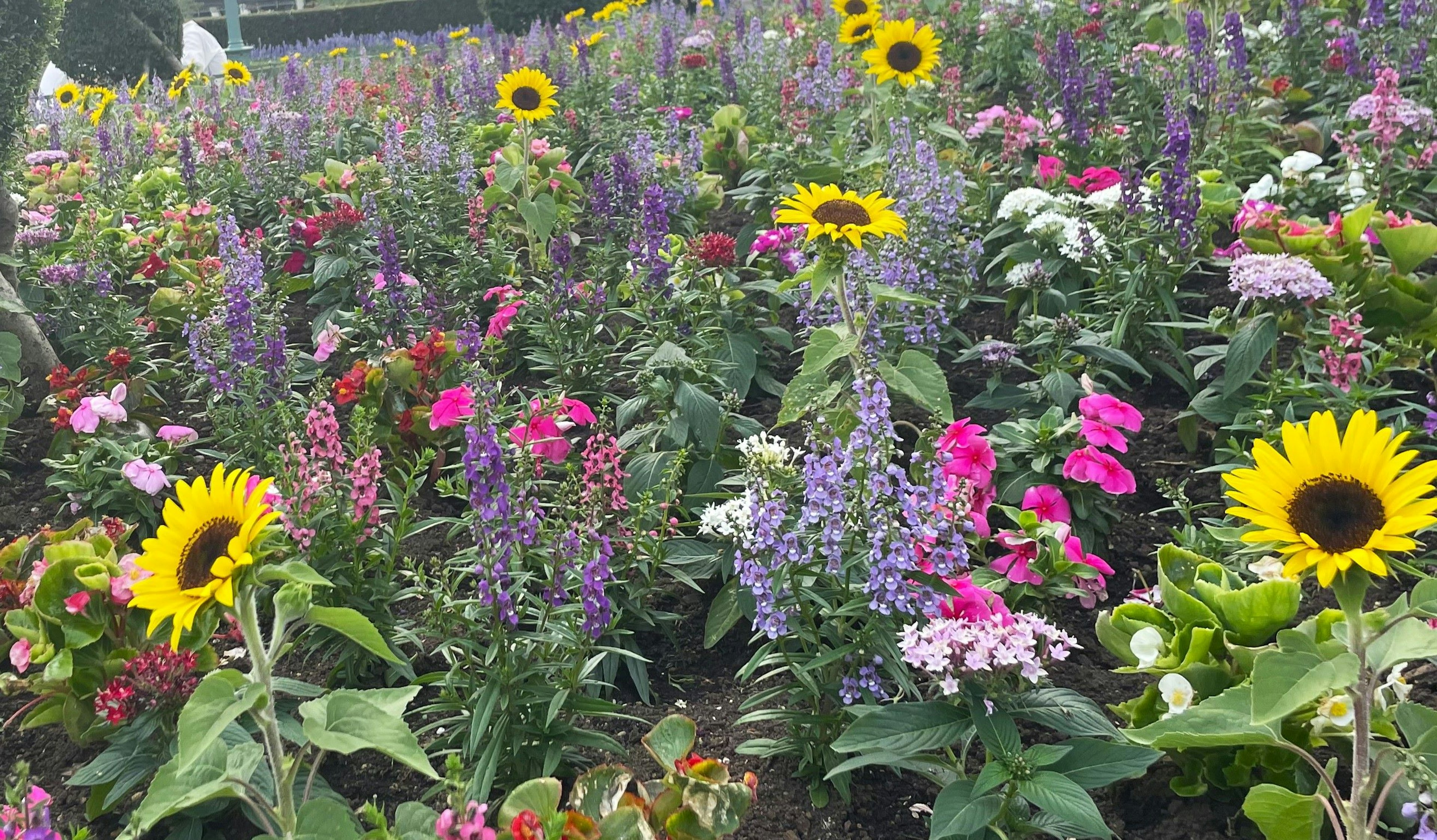 Giardino vivace pieno di fiori colorati e girasoli