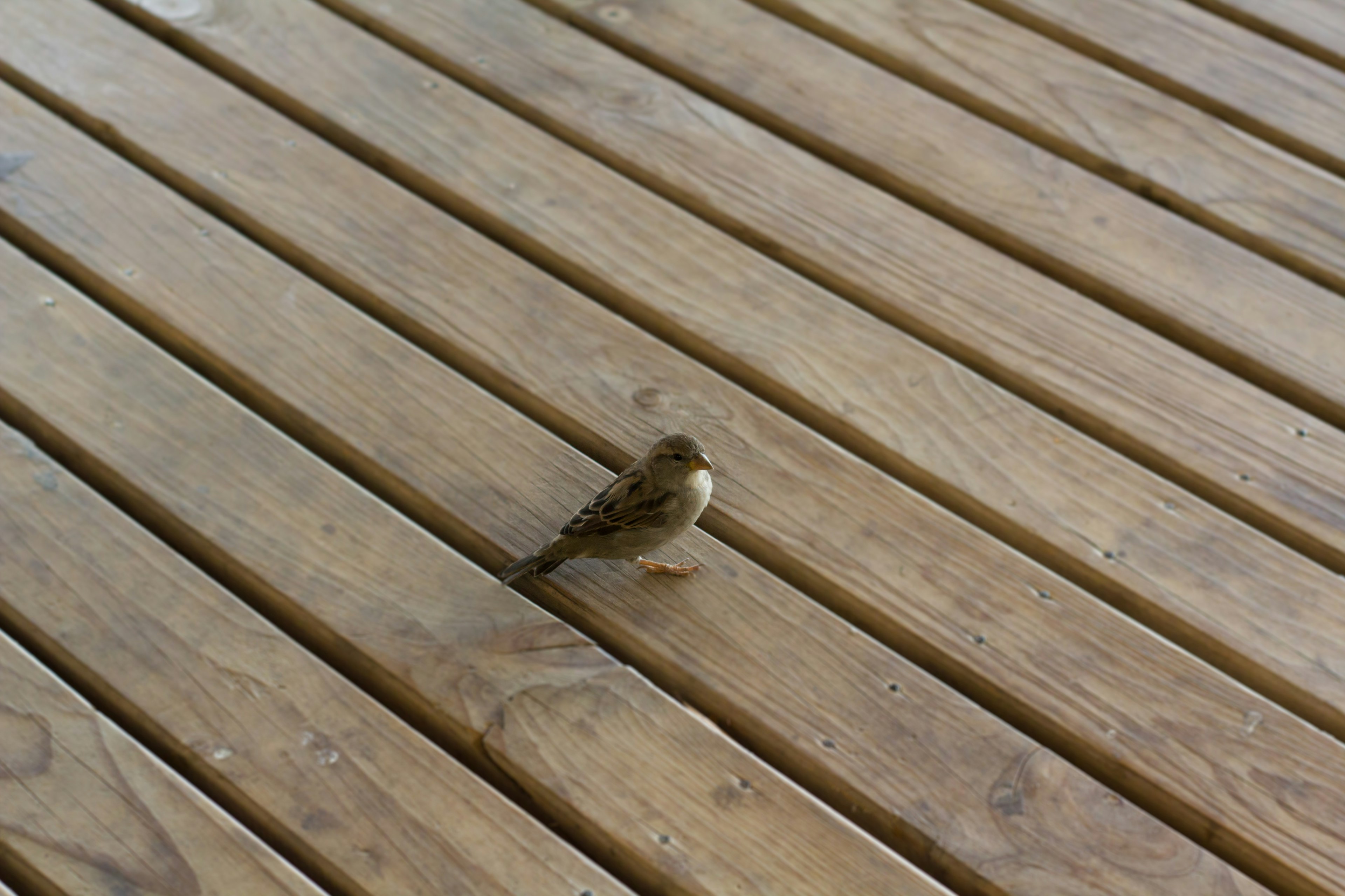 Un piccolo uccello su un pavimento di legno