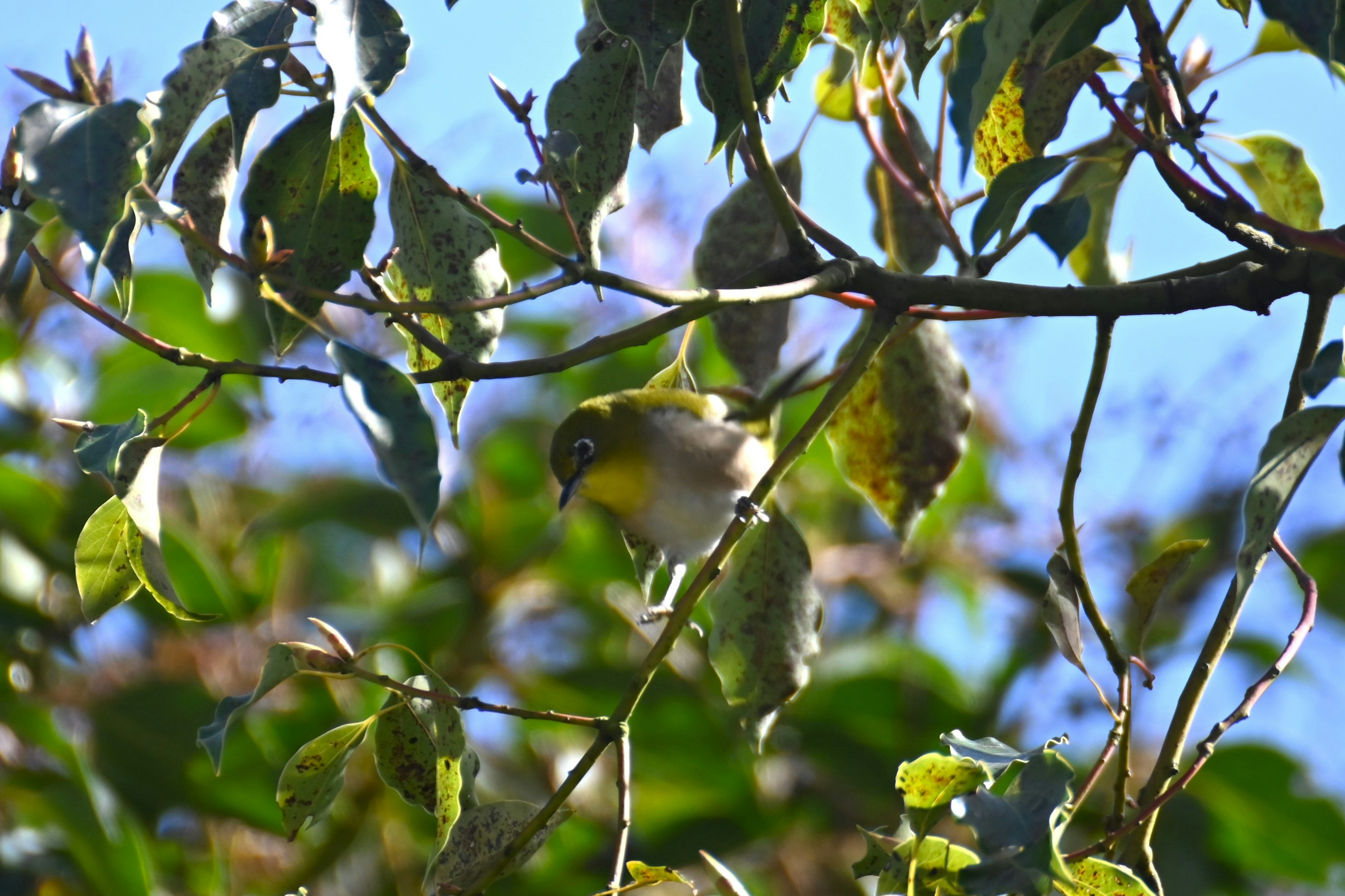 kleiner Vogel, der auf einem Ast sitzt, umgeben von grünen Blättern