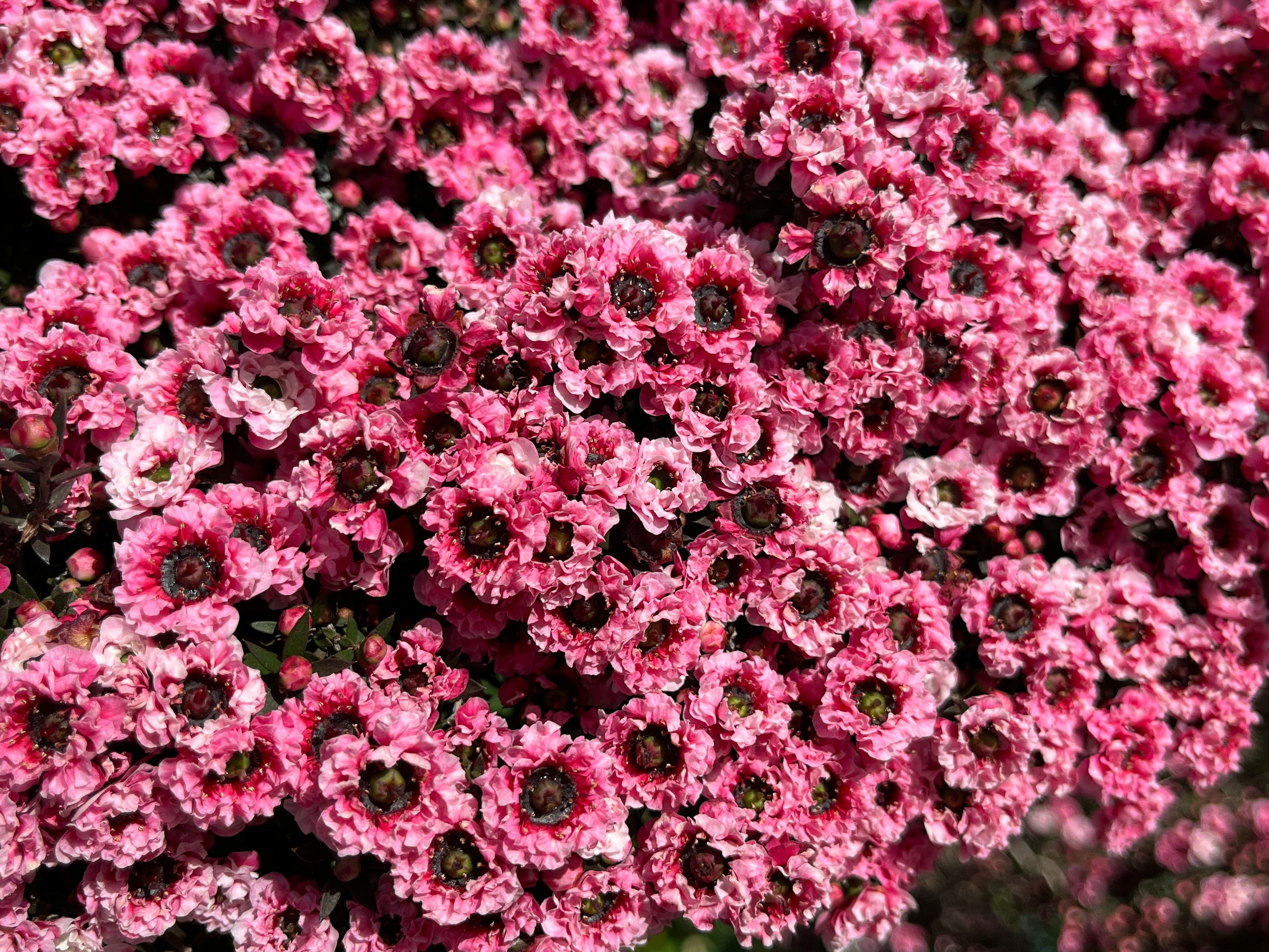 ピンクの花が満開の植物のクローズアップ