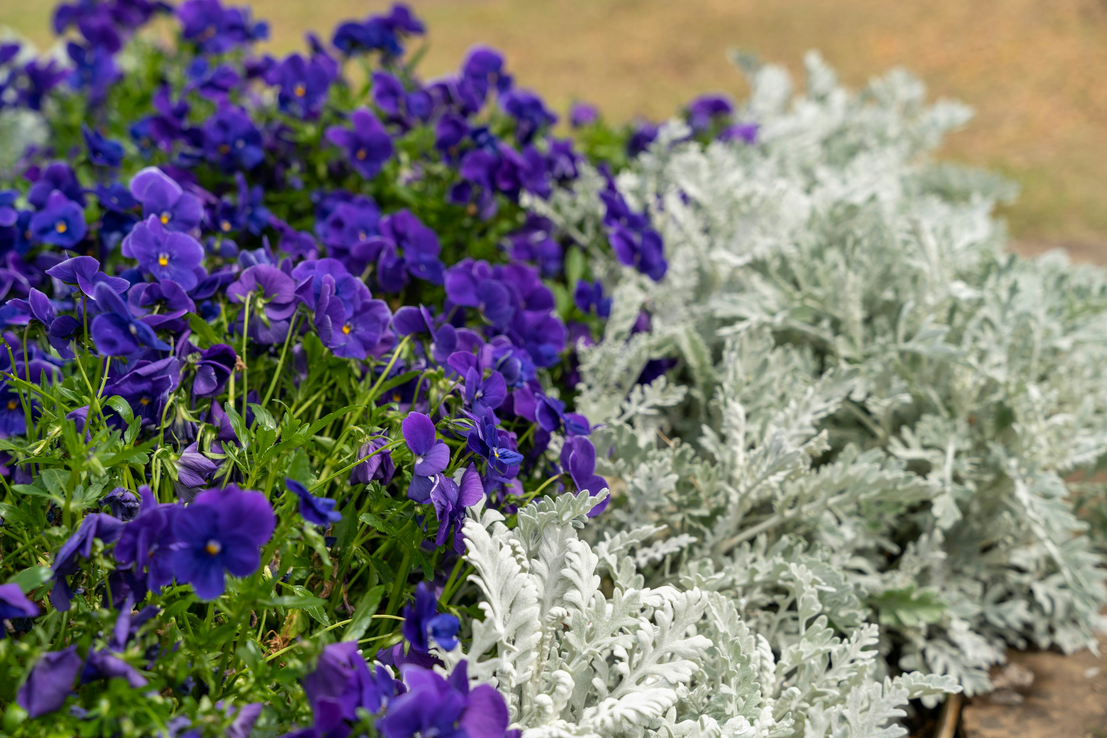 Paisaje con flores moradas y follaje plateado