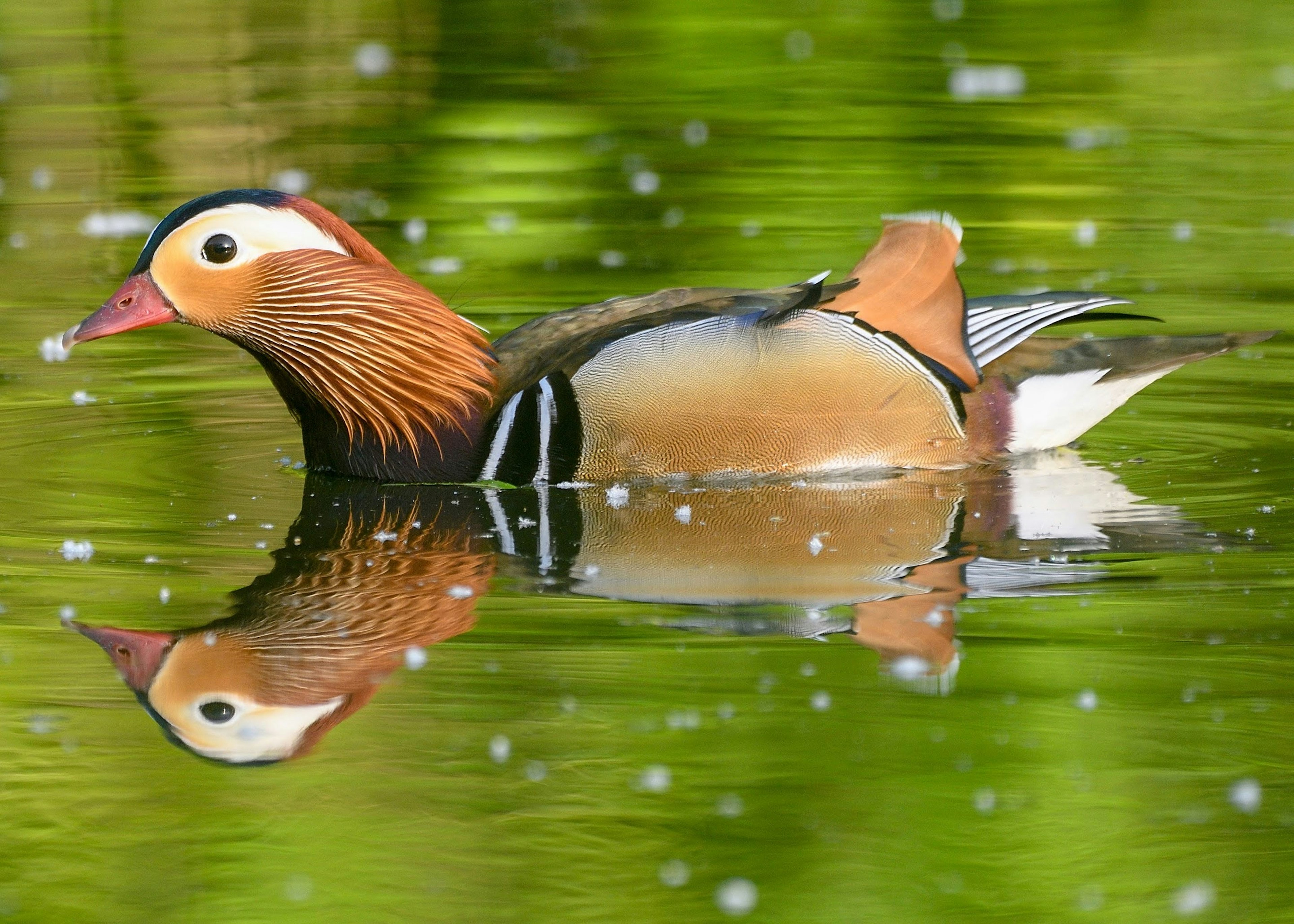 Seekor bebek mandarin yang indah berenang di atas air dengan bulu yang cerah