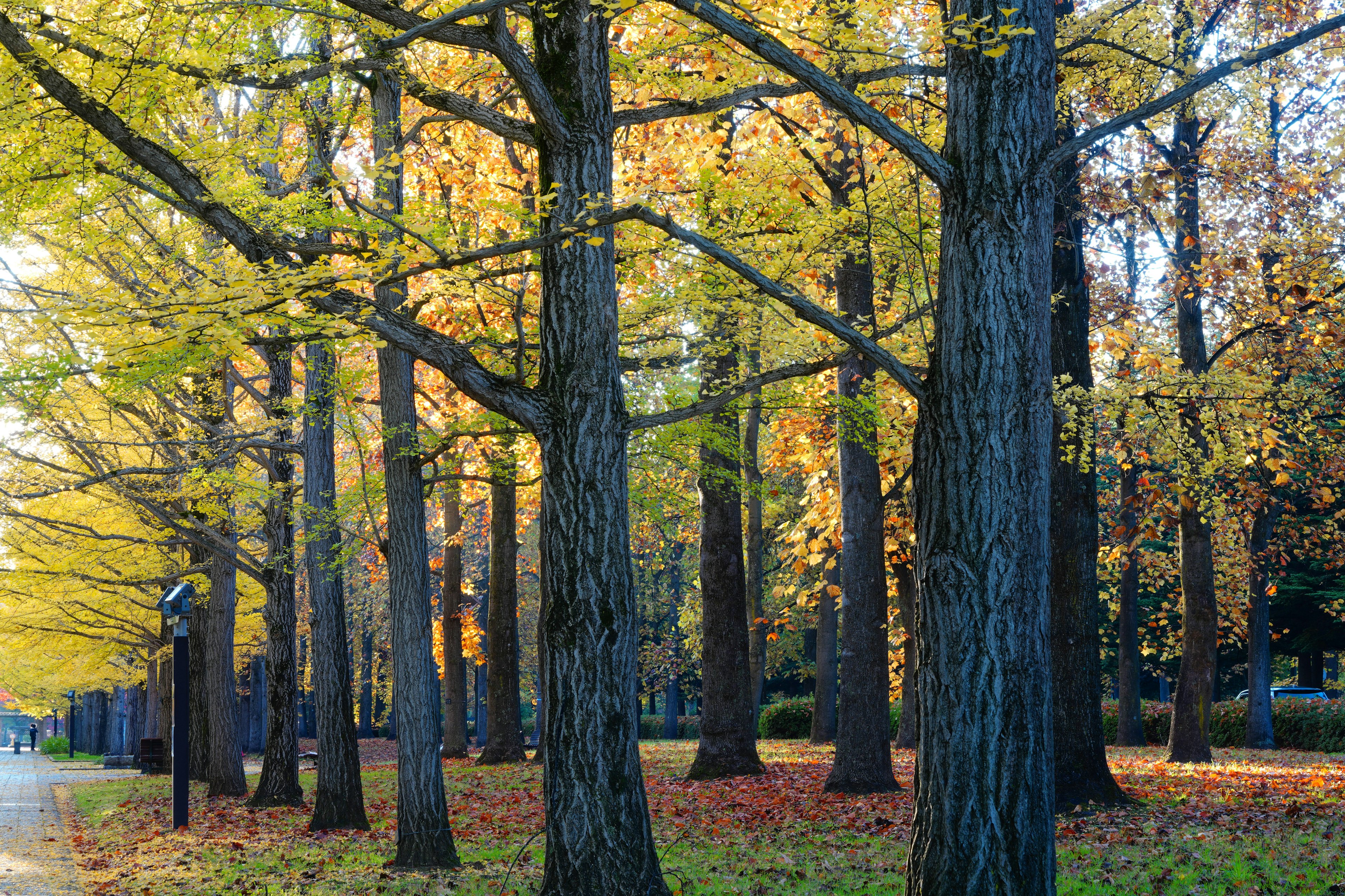 Malersiche Aussicht auf Bäume mit Herbstlaub entlang eines Weges