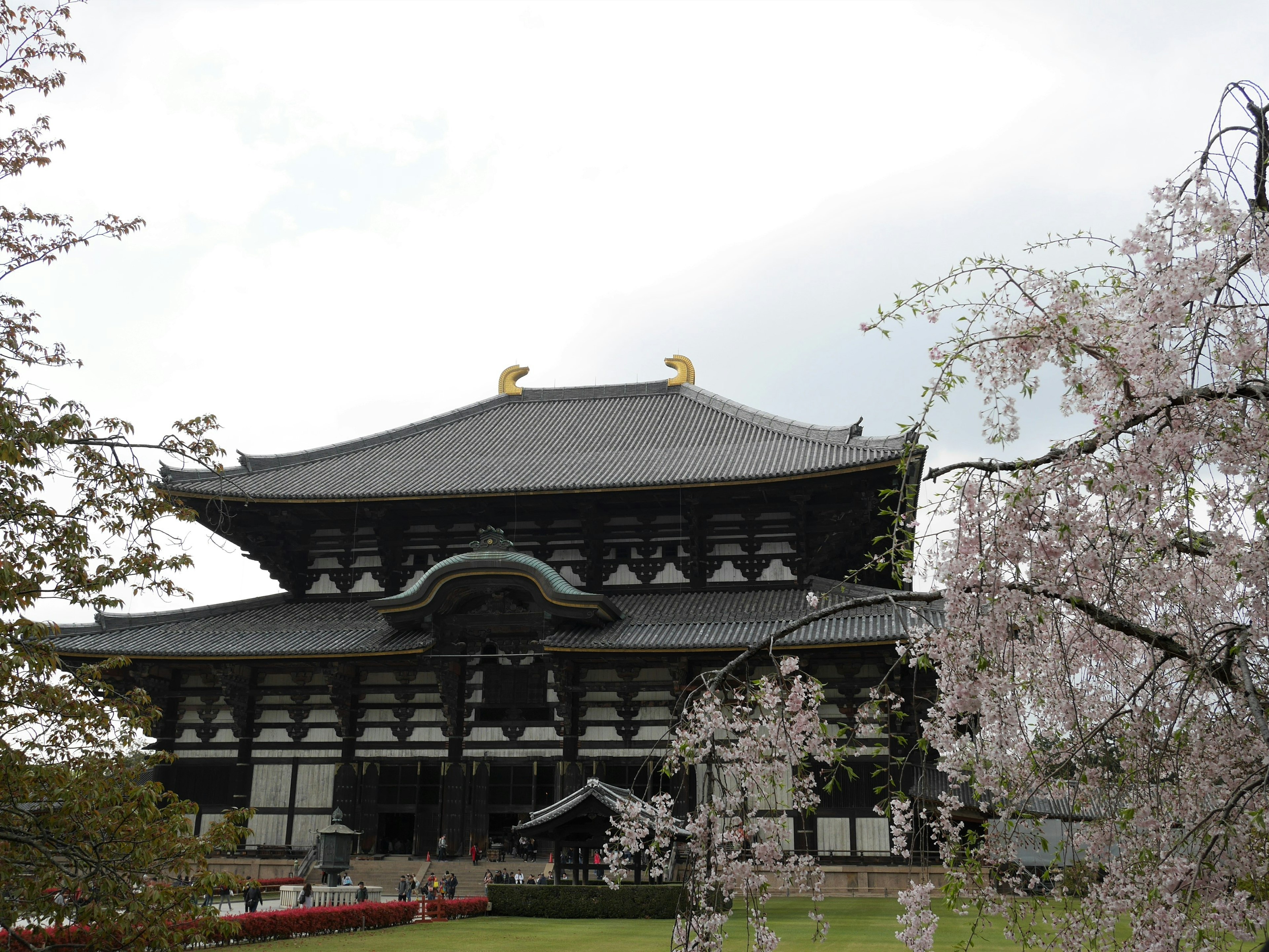 Pemandangan dengan pohon sakura dan bangunan bersejarah