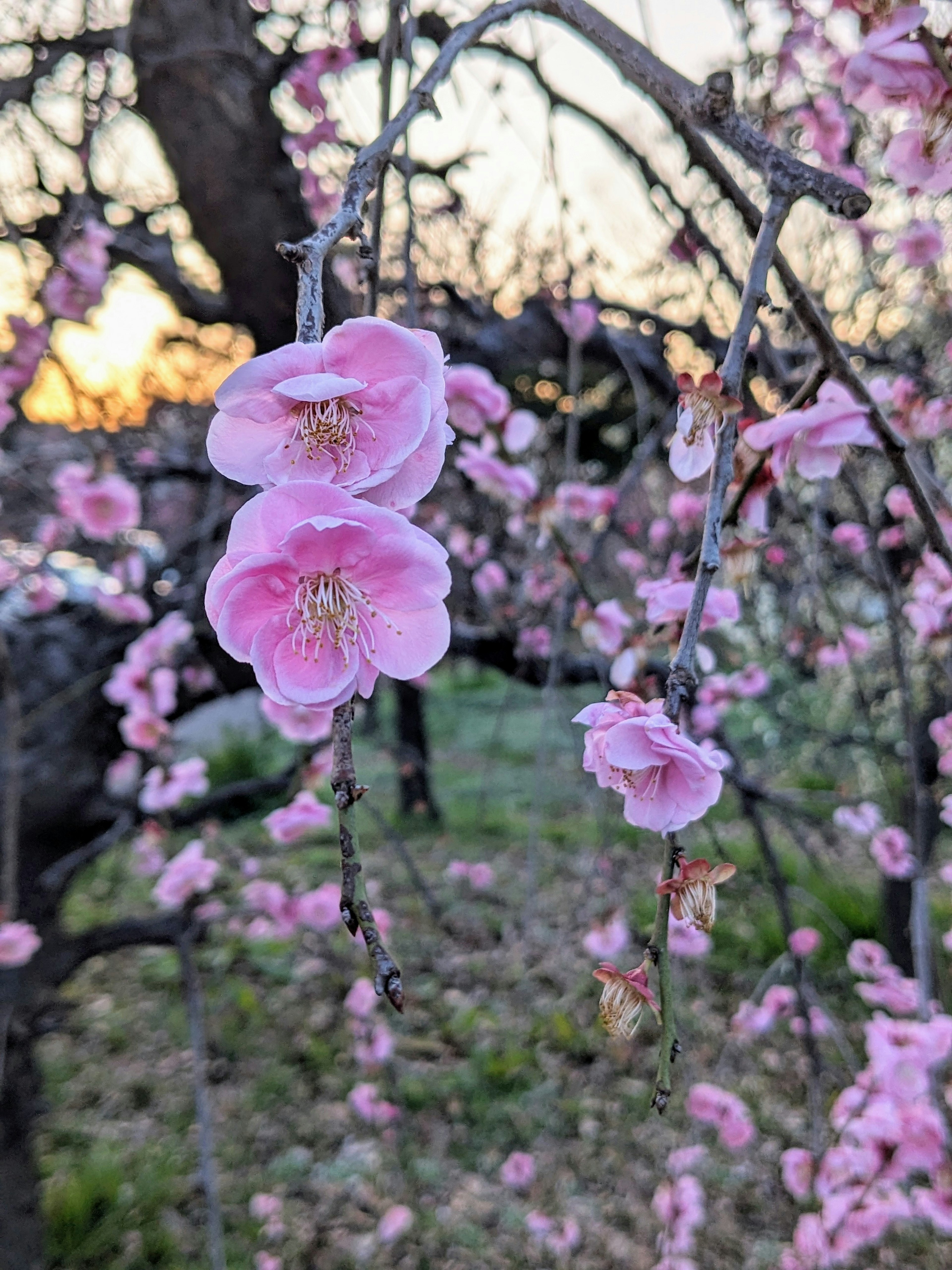 桃の花が咲いている枝と背景に夕焼けの空