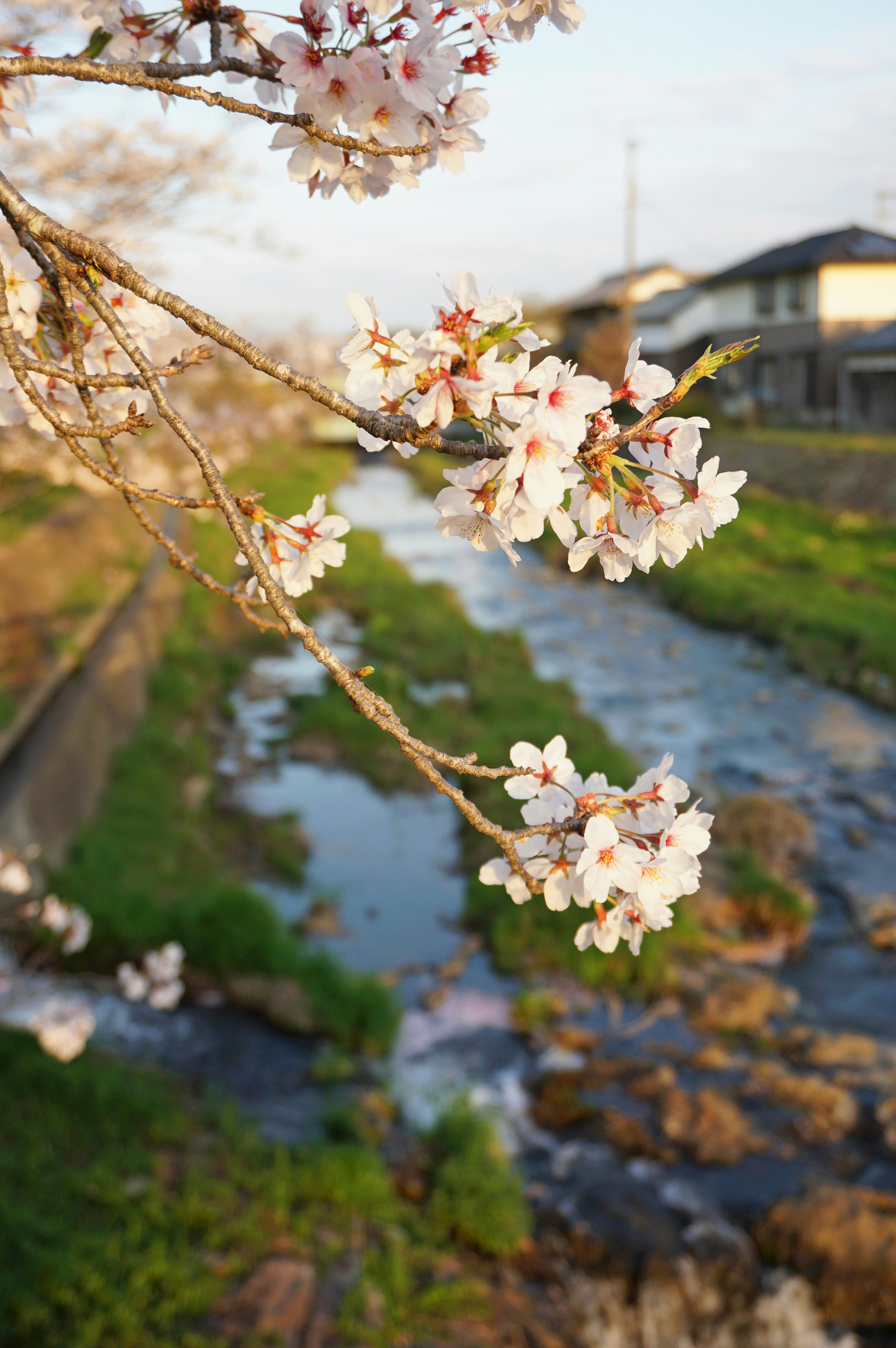 Flores de cerezo floreciendo junto a un río