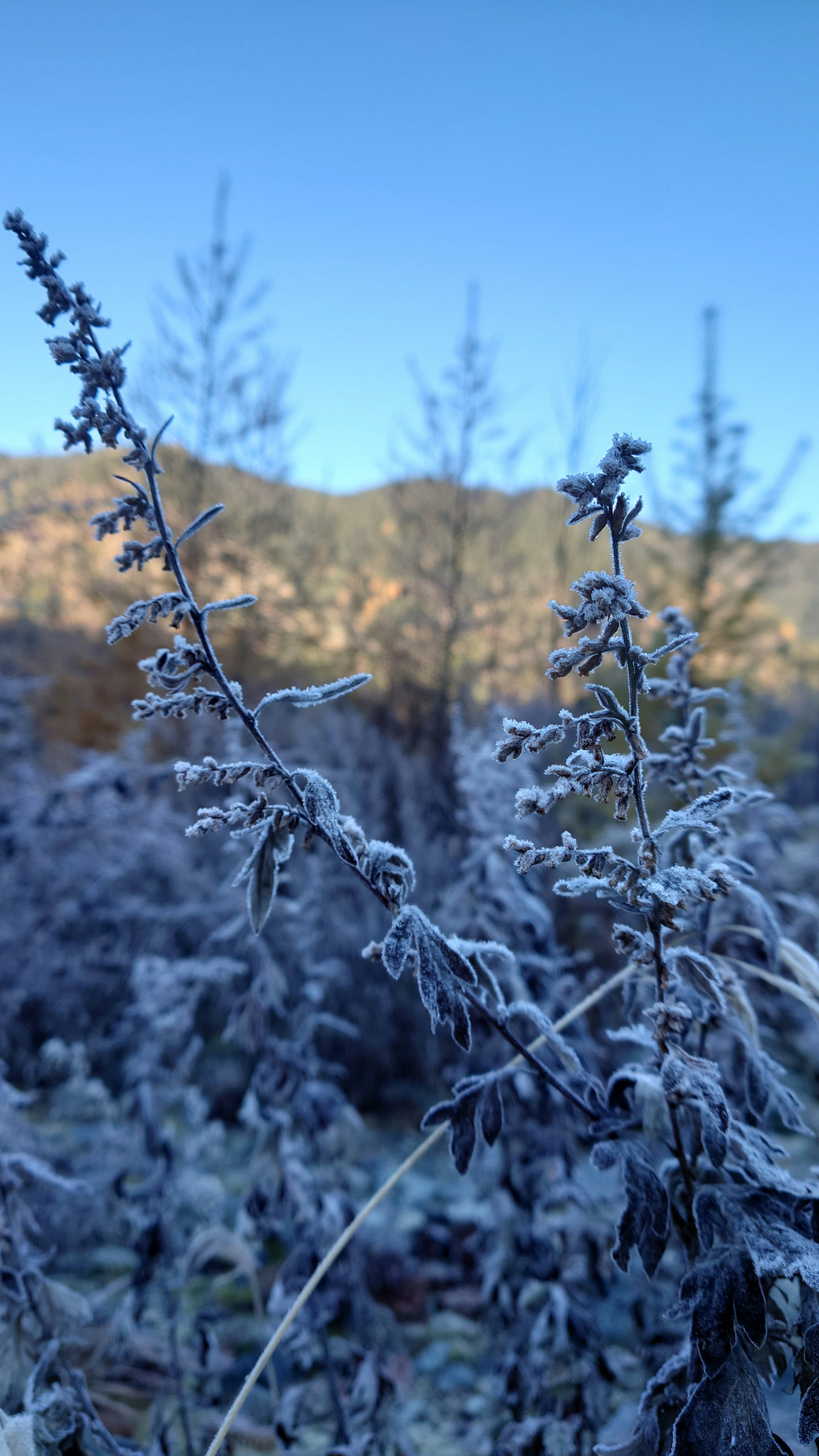 Tallos de plantas cubiertos de escarcha contra un cielo azul claro