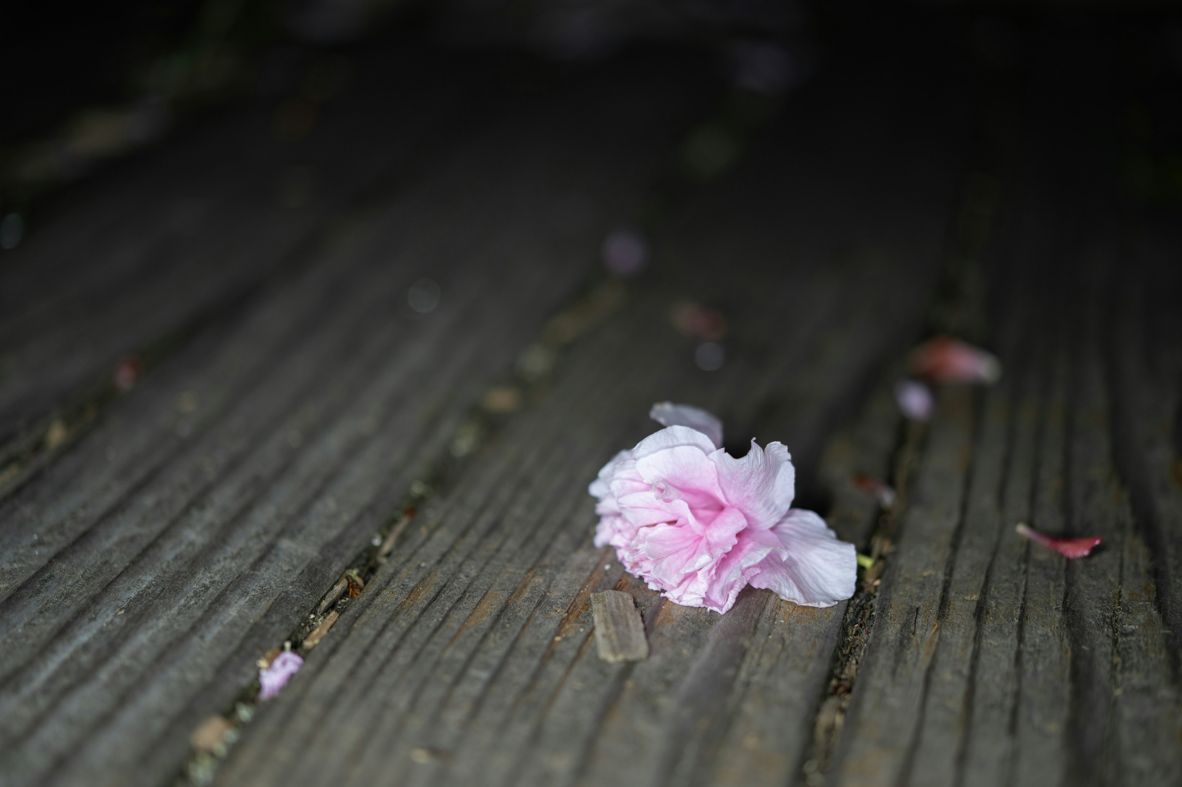 A delicate pink flower petal resting on a wooden floor