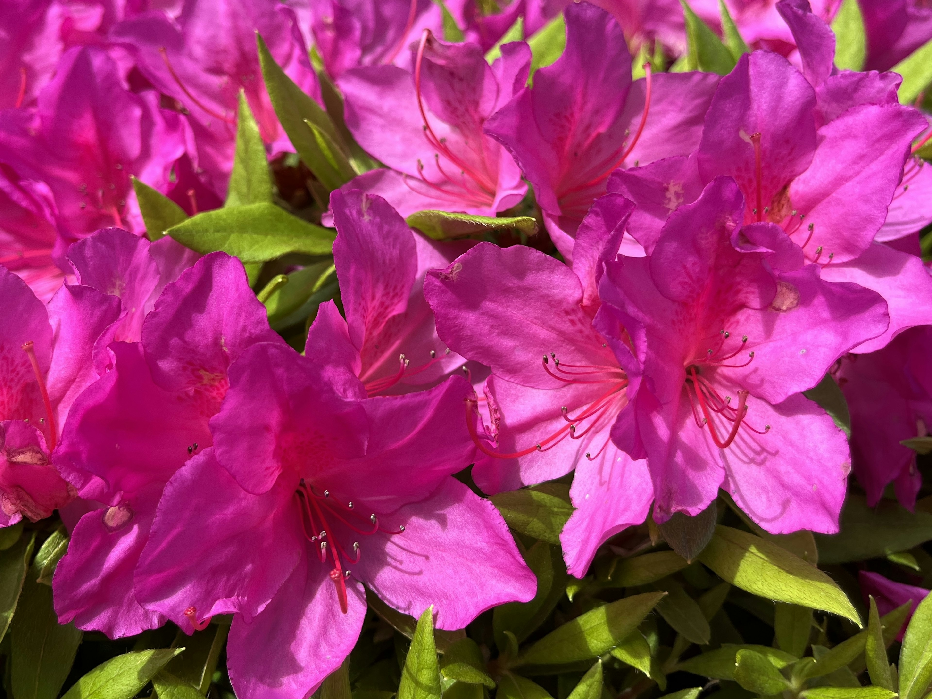 Vibrant pink azalea flowers in full bloom