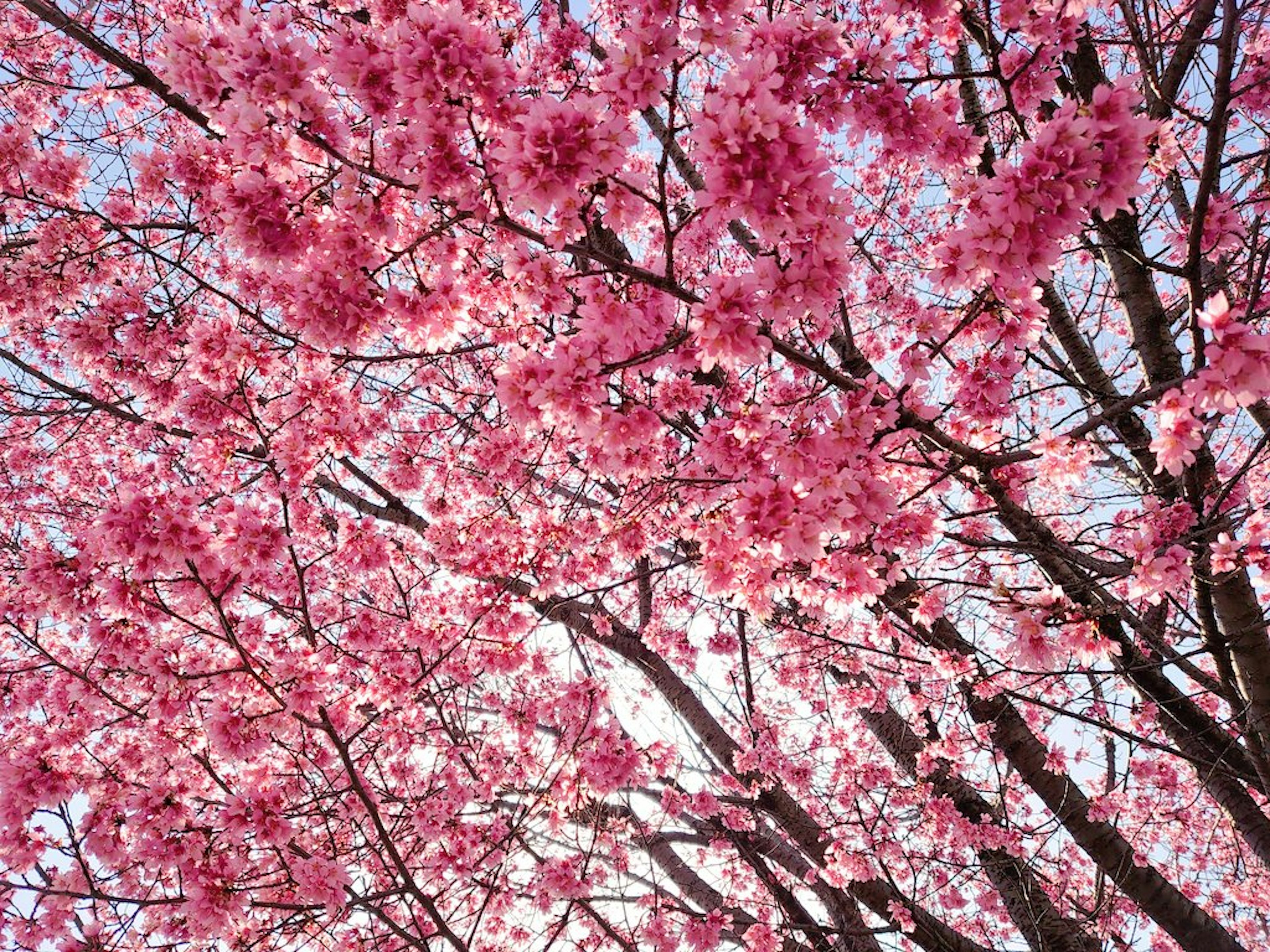 Blühende Kirschbaumzweige voller rosa Blumen vor blauem Himmel