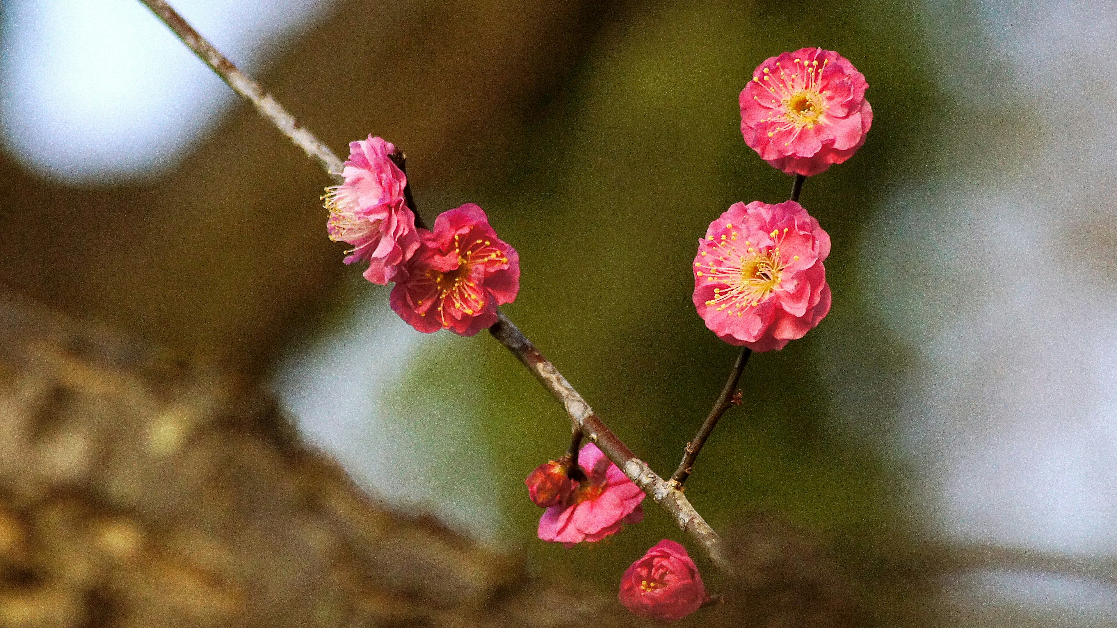 Acercamiento de flores de cerezo en una rama con pétalos rosas vibrantes