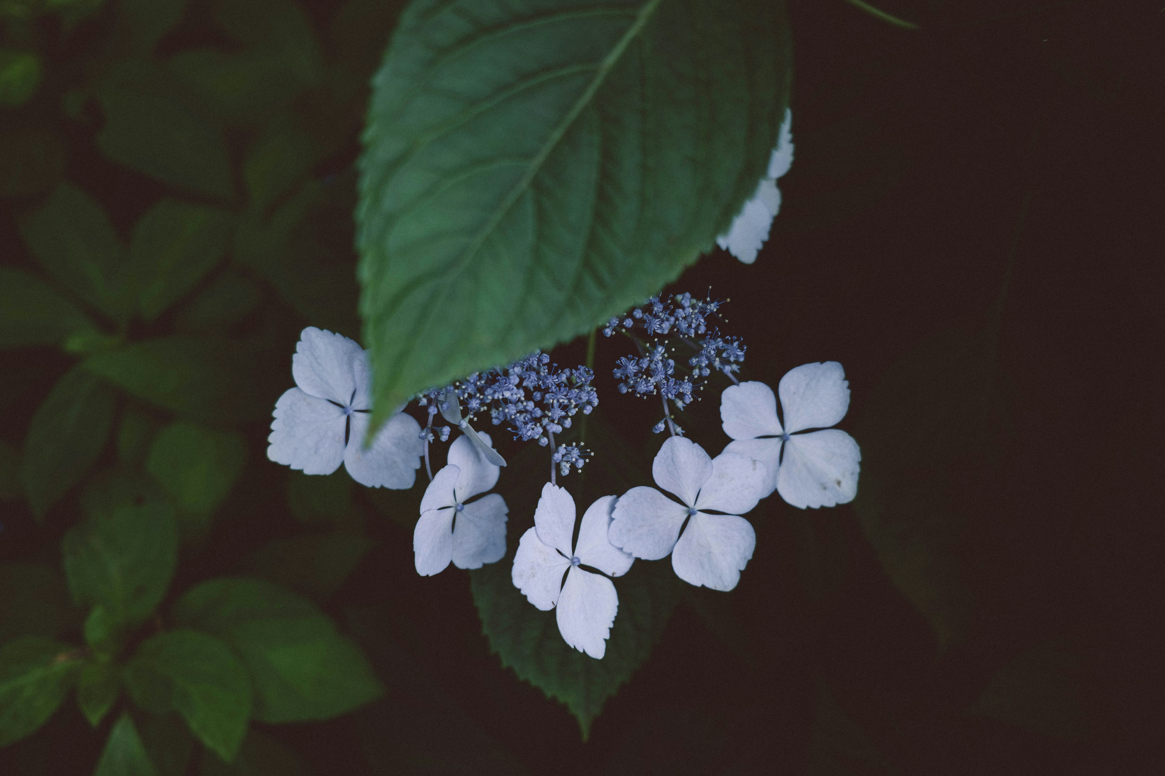 Acercamiento de una hortensia con flores blancas y hojas verdes