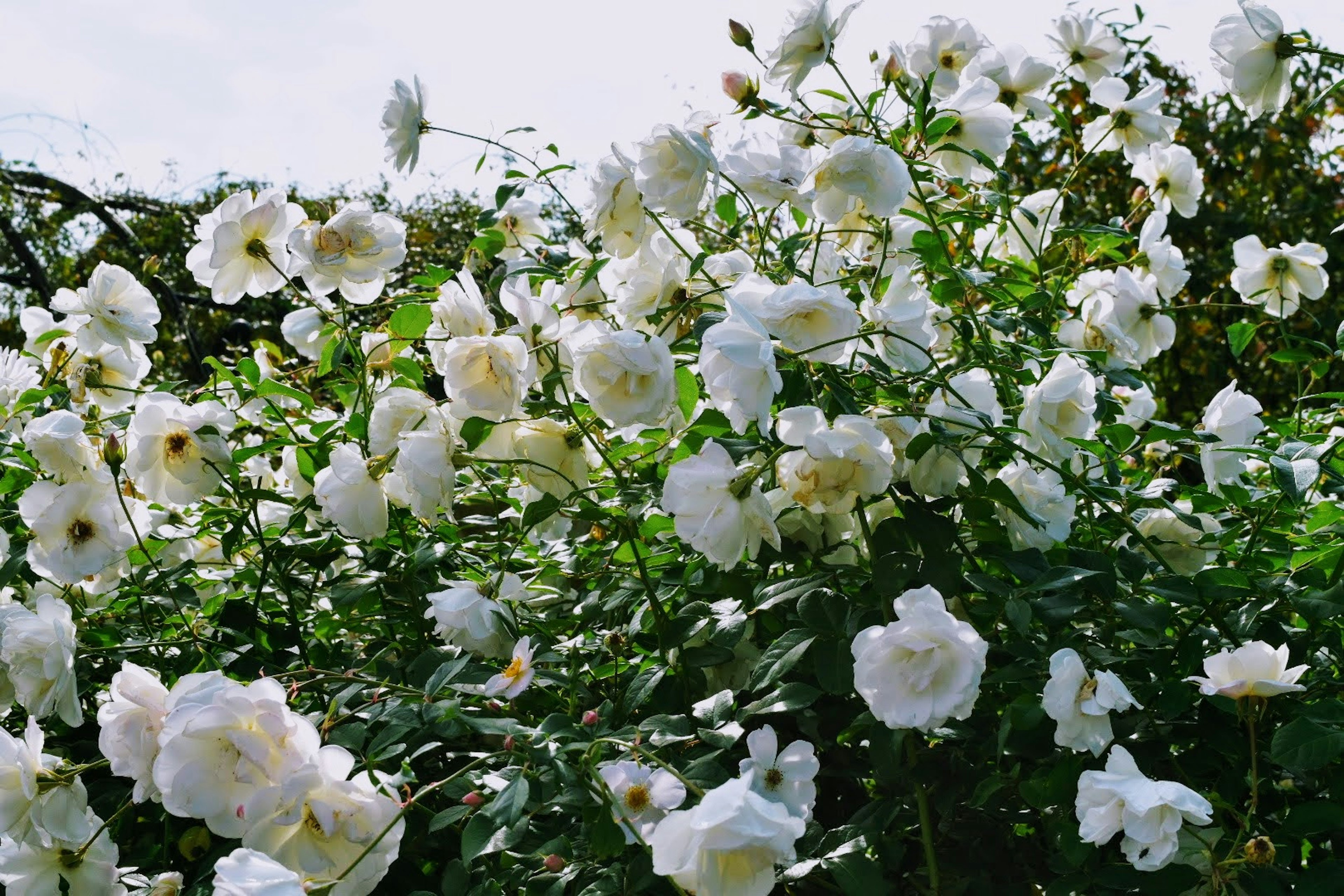 Un jardin rempli de fleurs blanches en fleurs