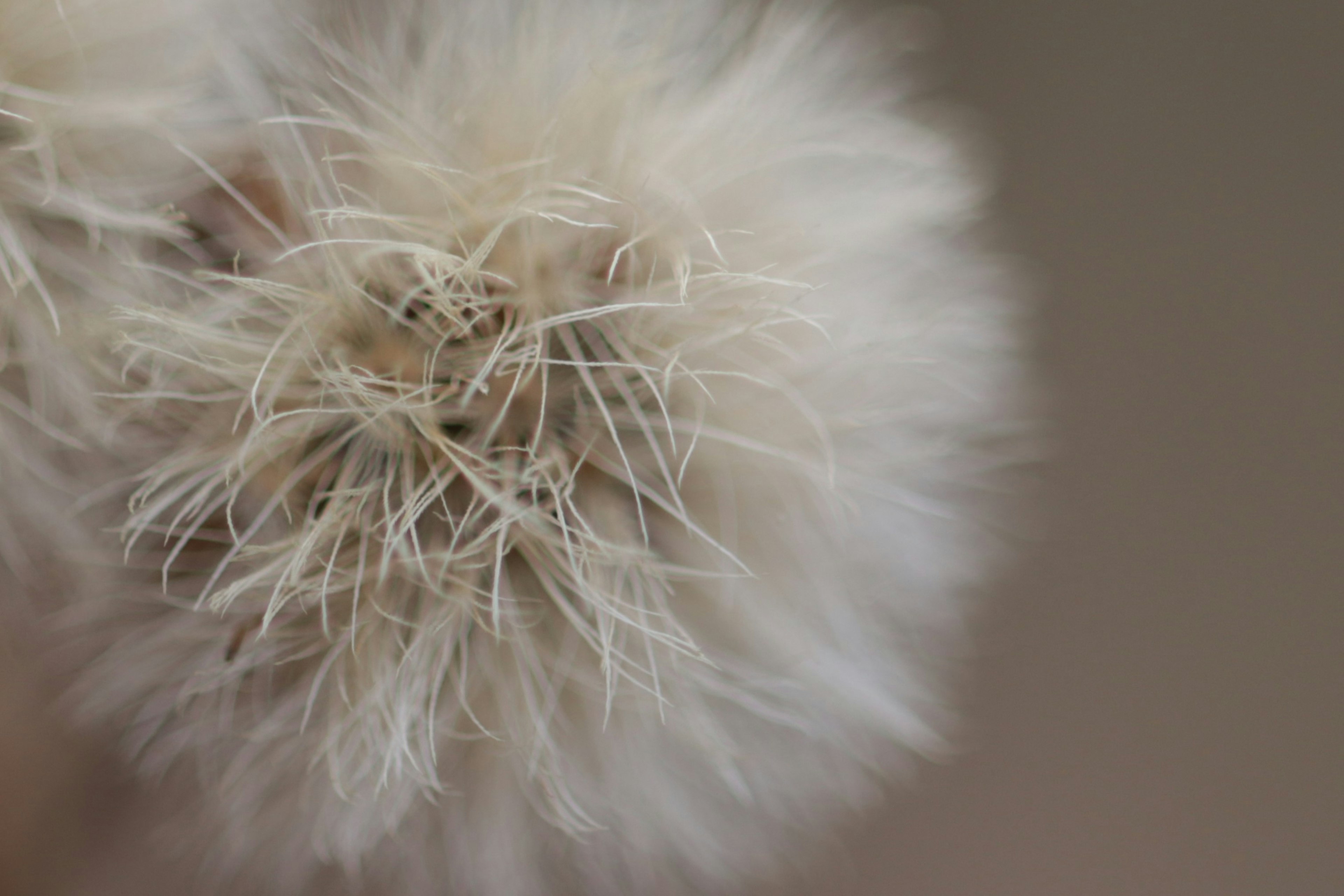 Gros plan sur une graine de plante blanche et duveteuse