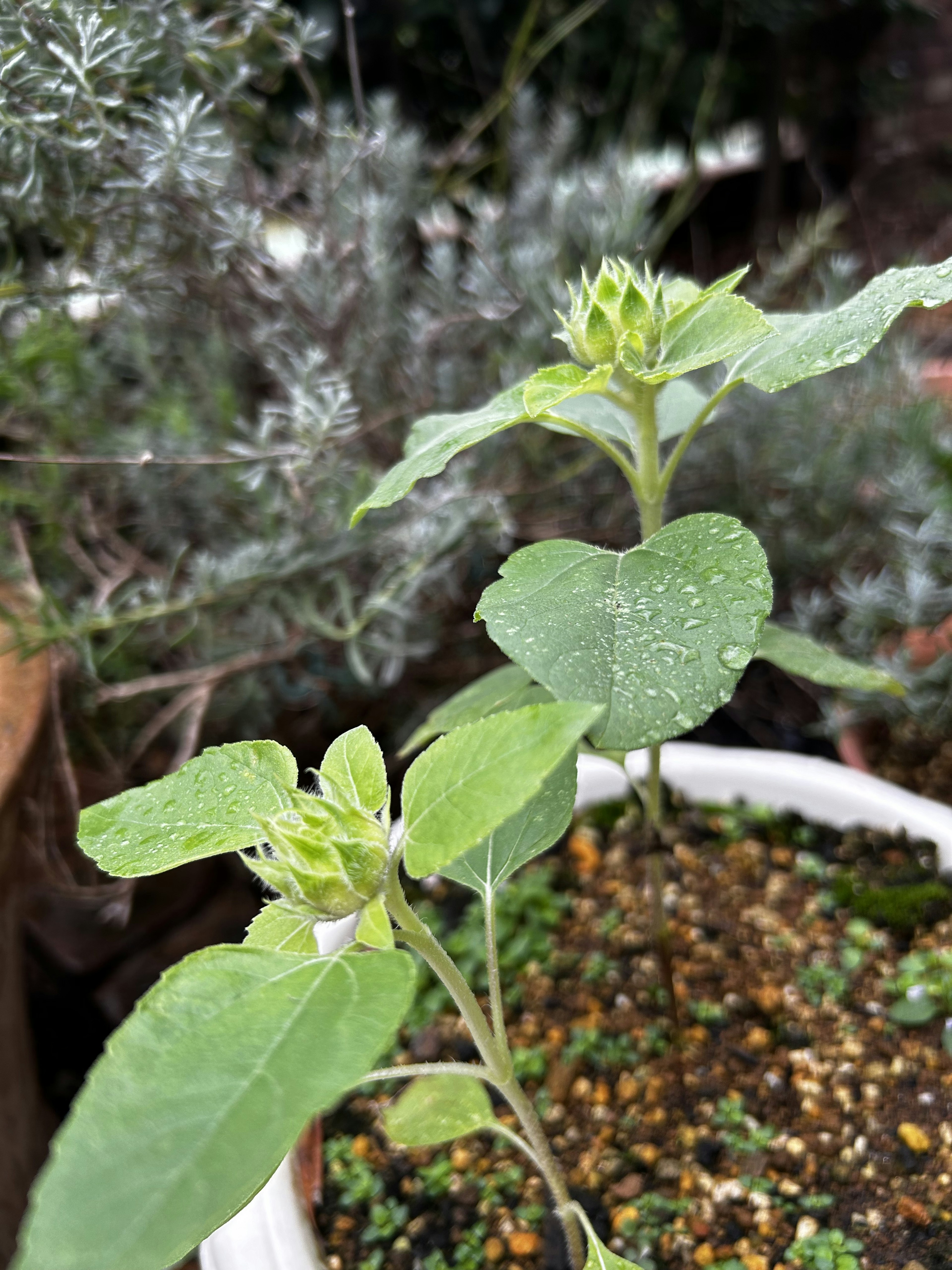 Joven planta verde con hojas en forma de corazón creciendo en una maceta con follaje gris de fondo