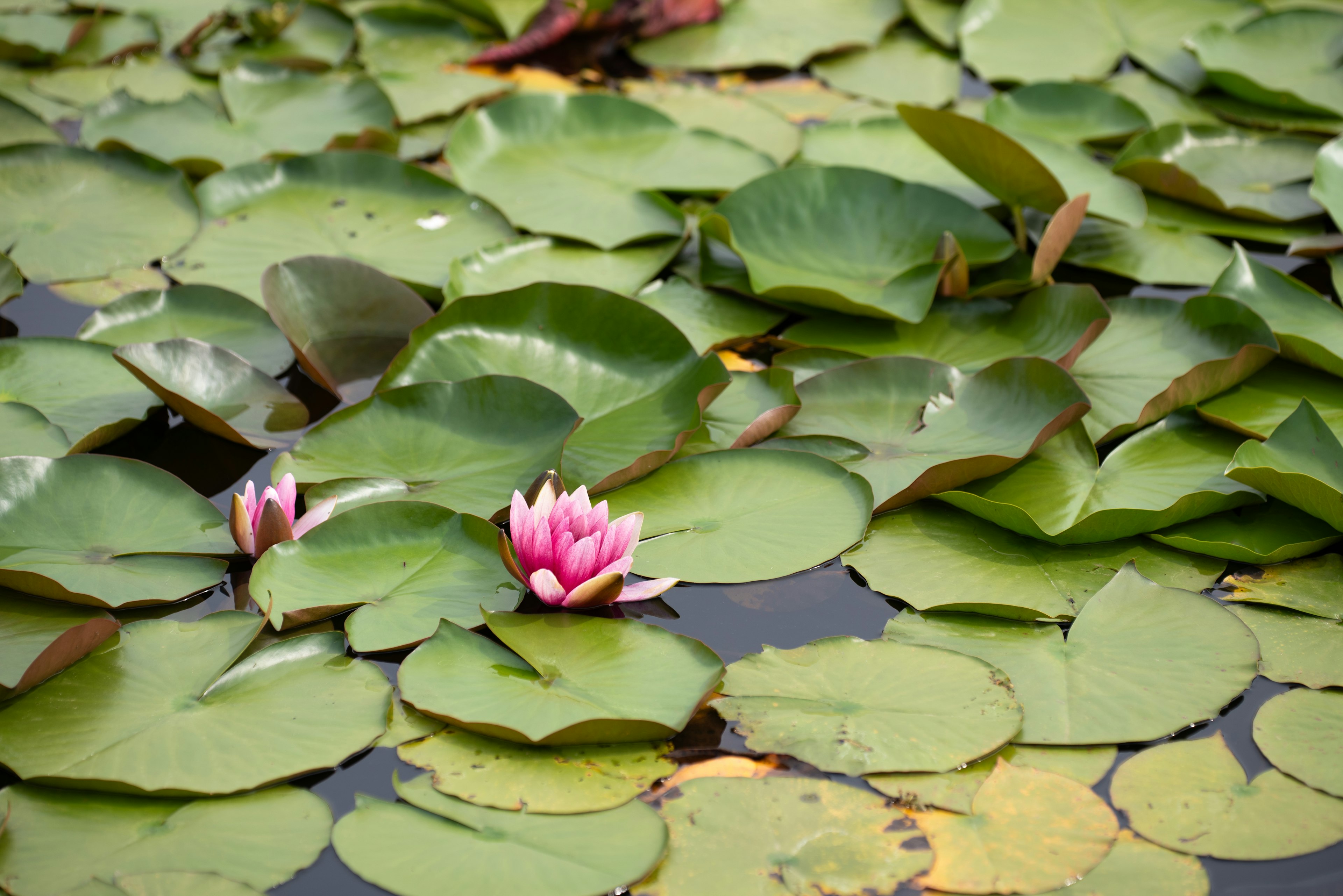 Nénuphars verts avec des fleurs de nénuphar roses flottant à la surface