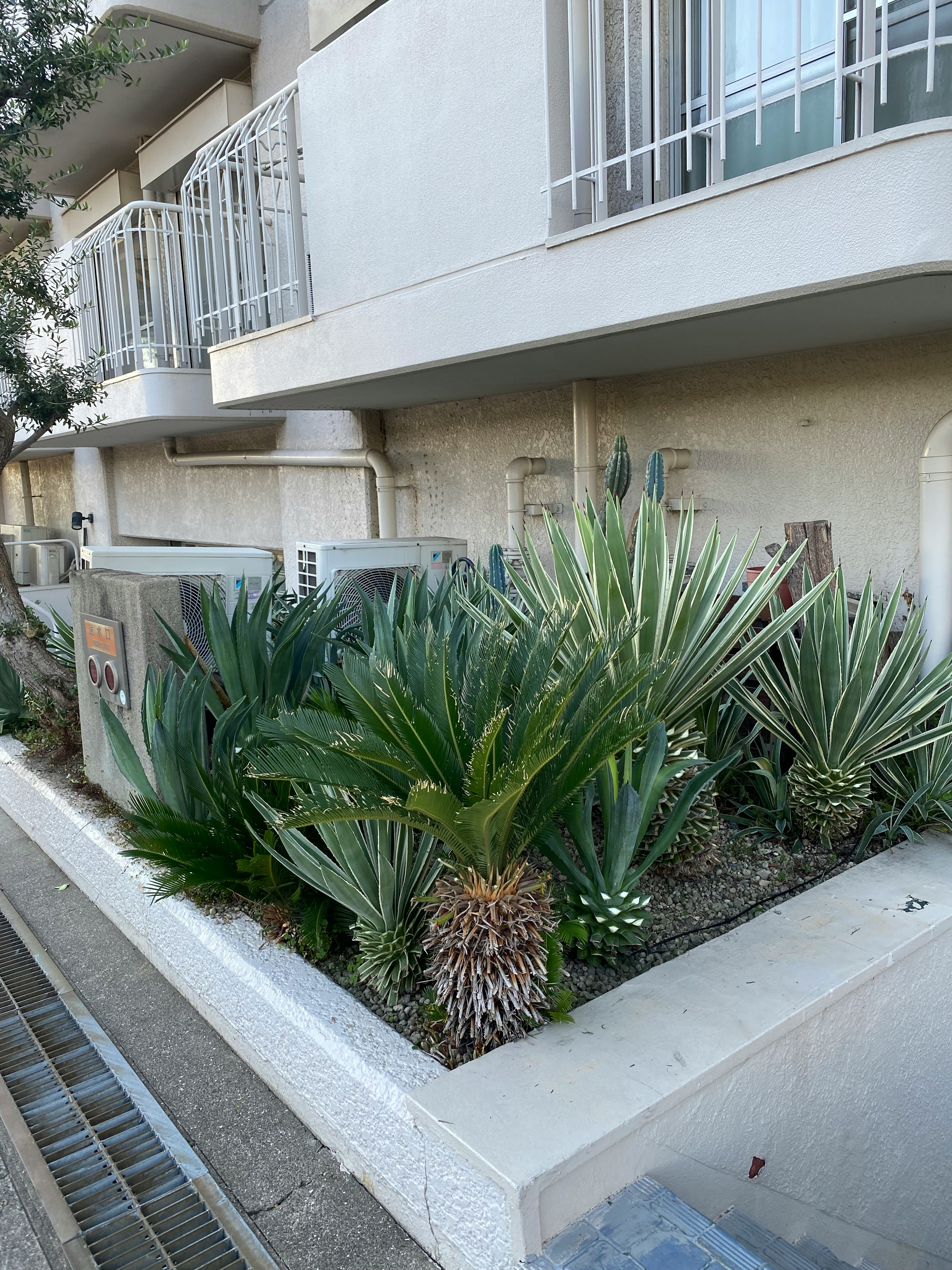 建物の前にある多種多様なサボテンと植物の花壇