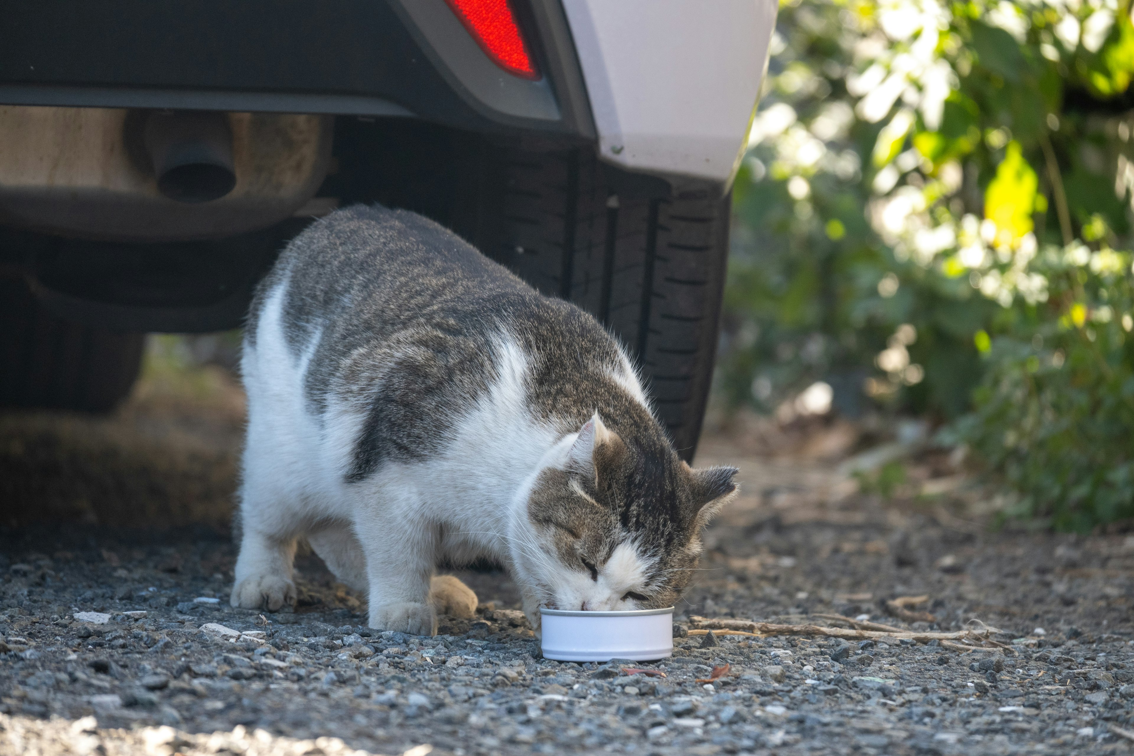 Gato comiendo comida debajo de un coche