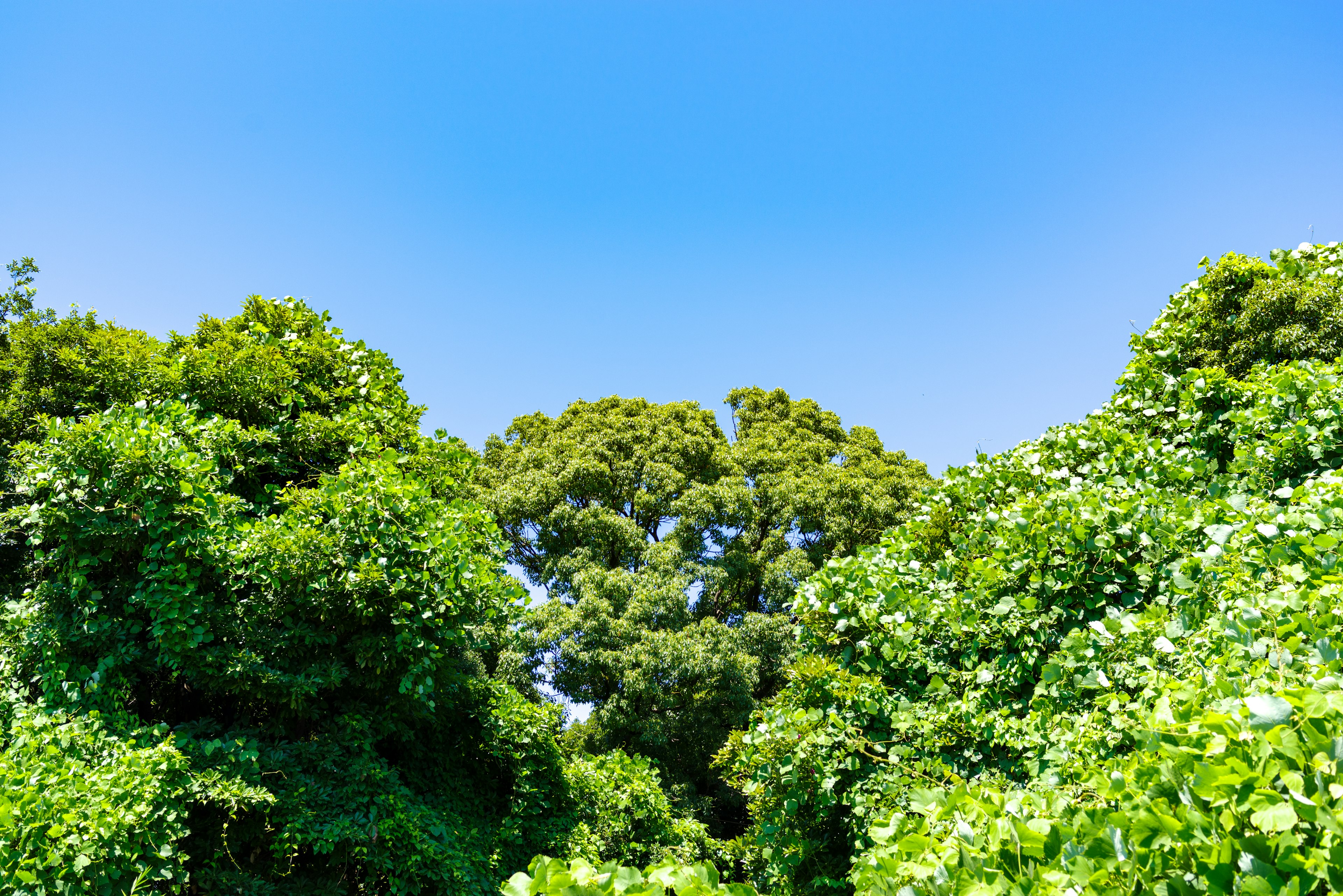 Lush green trees under a clear blue sky