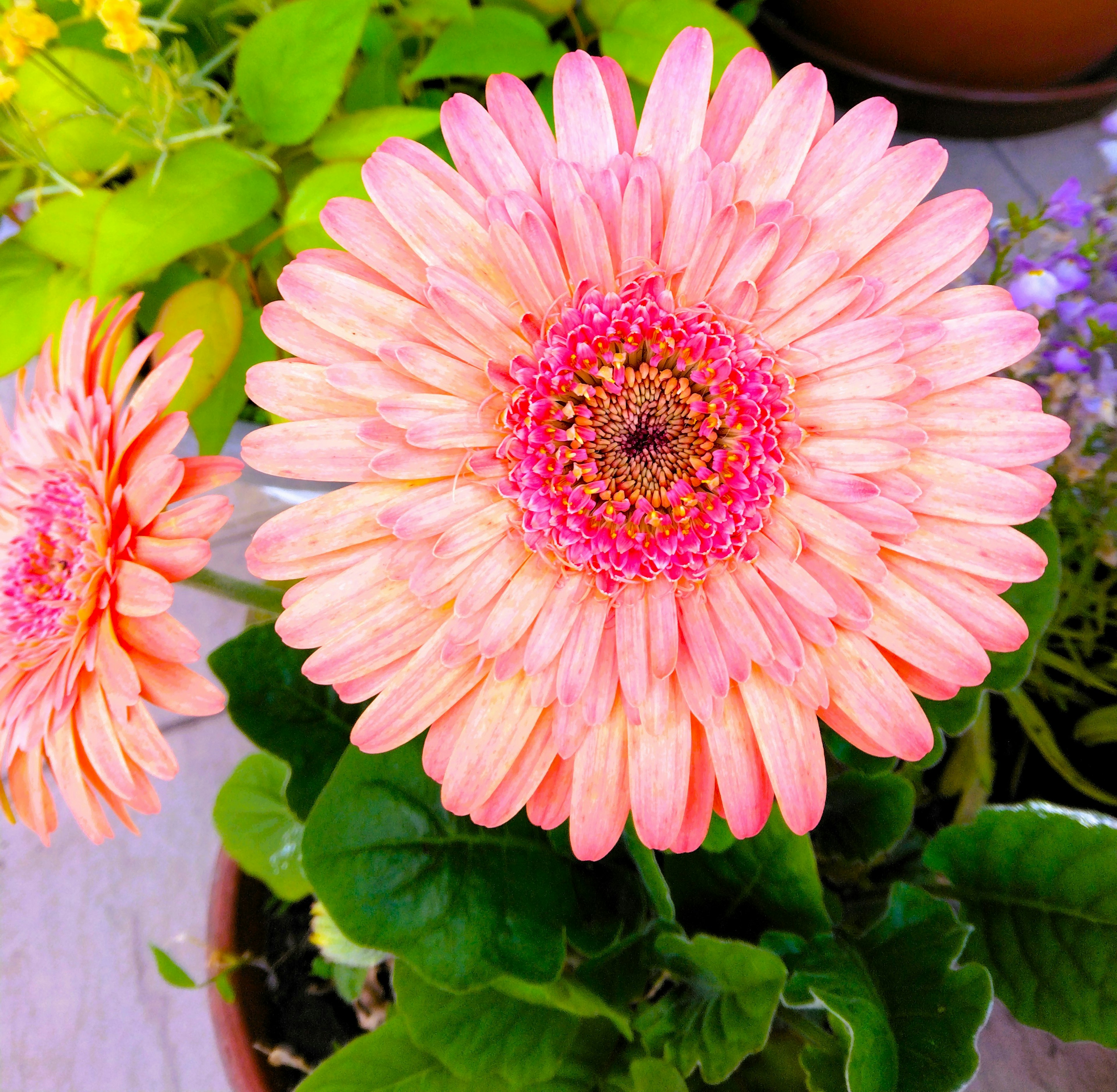 Flor de gerbera rosa vibrante floreciendo entre hojas verdes