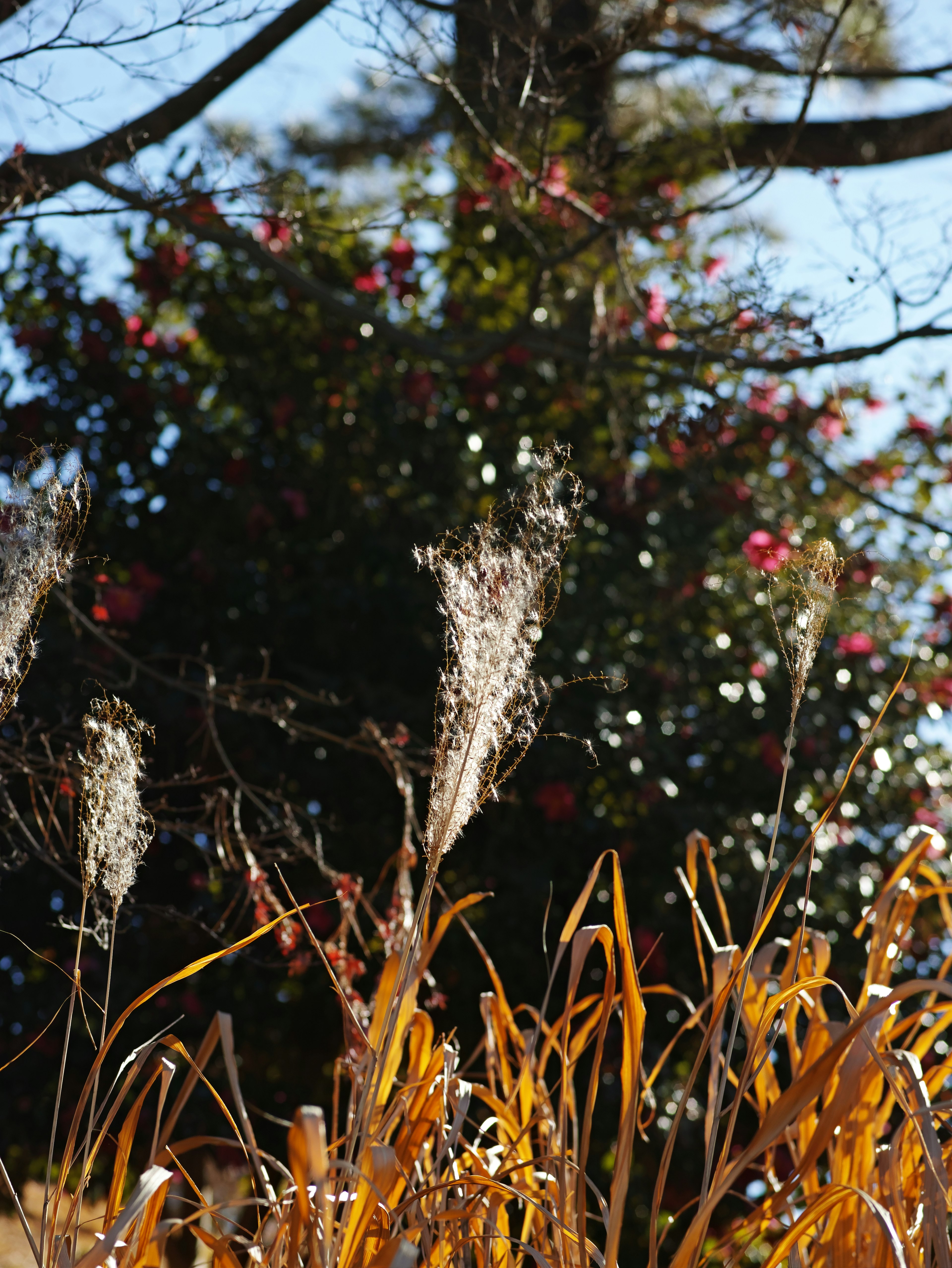 穂先が白く輝く草と黄色い葉の植物がある風景の前景 背景には赤い花が咲いている木が見える