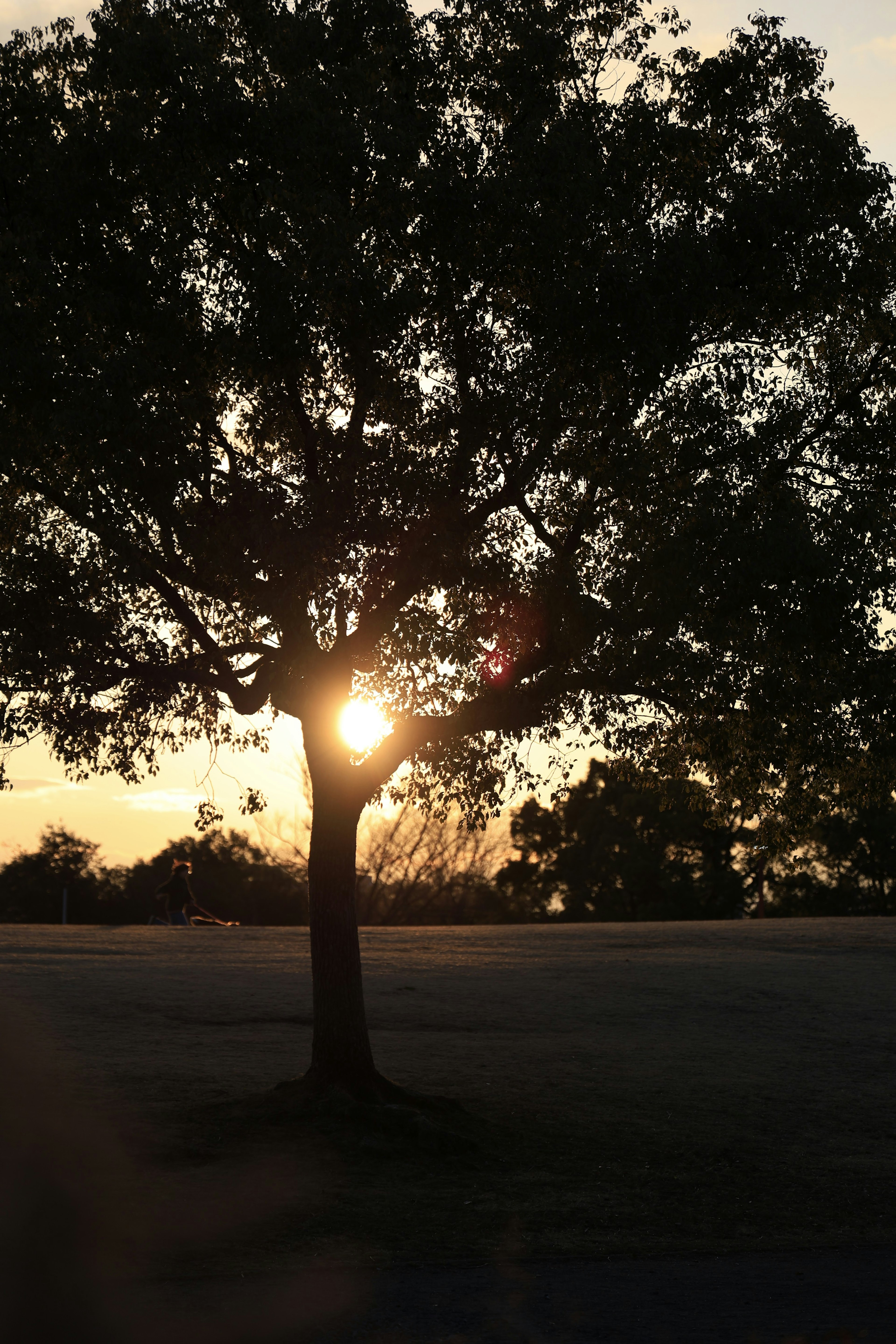 Silhouette of a large tree with sunlight shining through