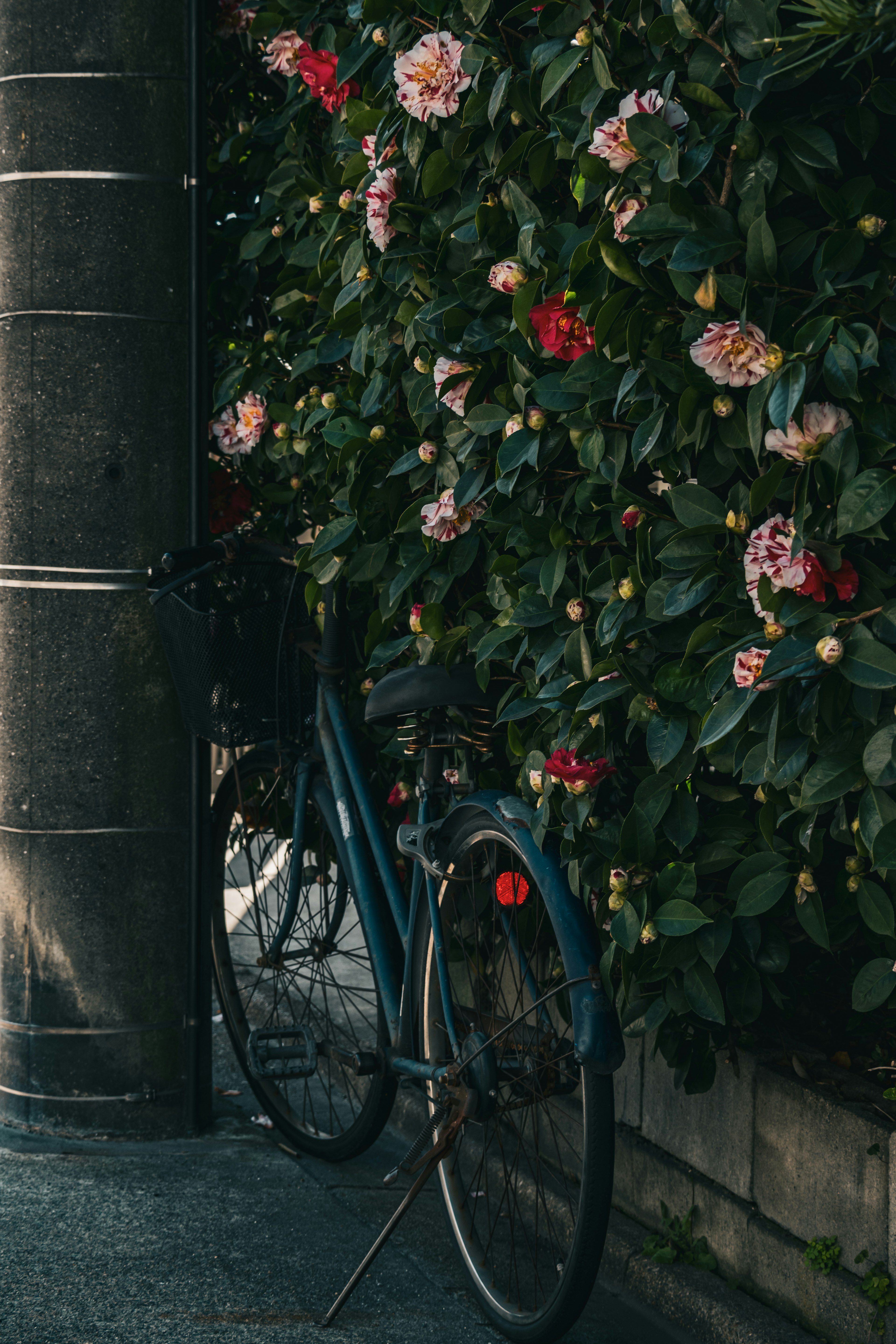 青い自転車と色とりどりの花が咲く生垣のある風景