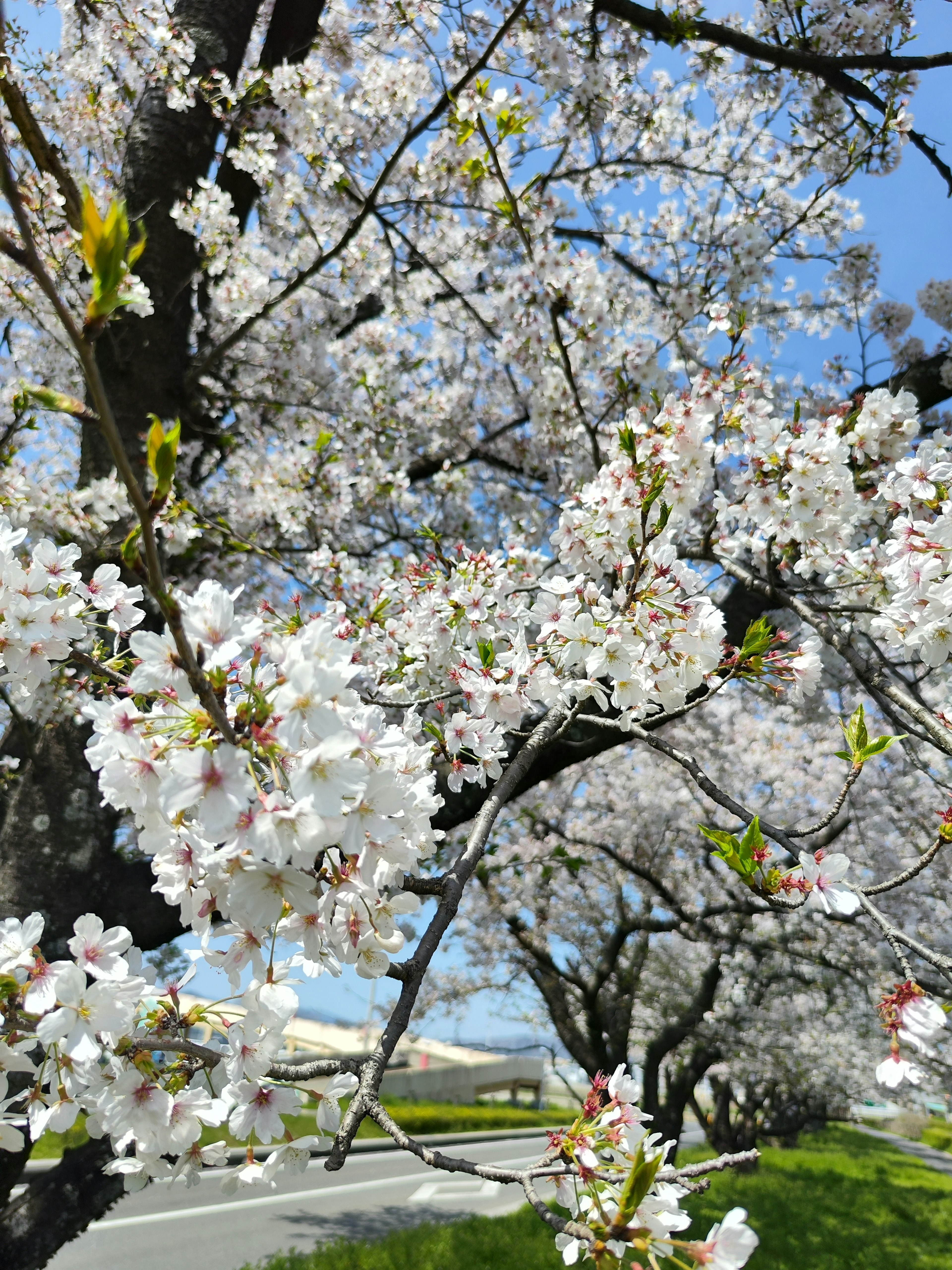 Des cerisiers en fleurs sous un ciel bleu clair signalant l'arrivée du printemps