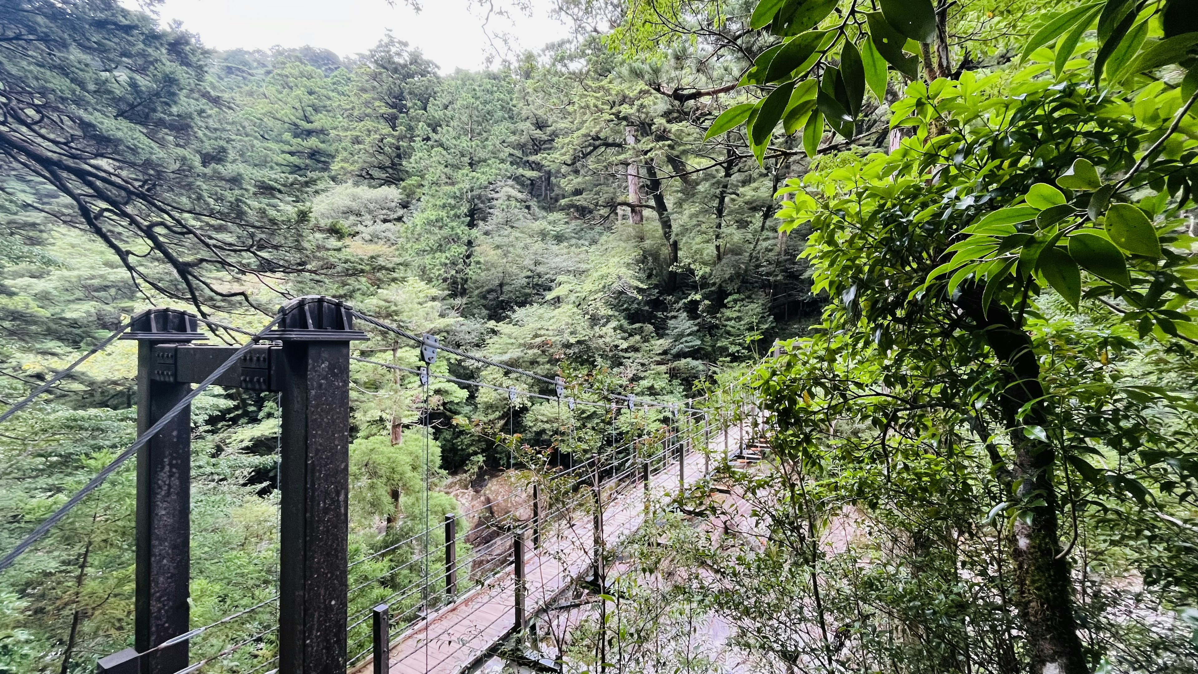 A view of a suspension bridge in a lush green forest