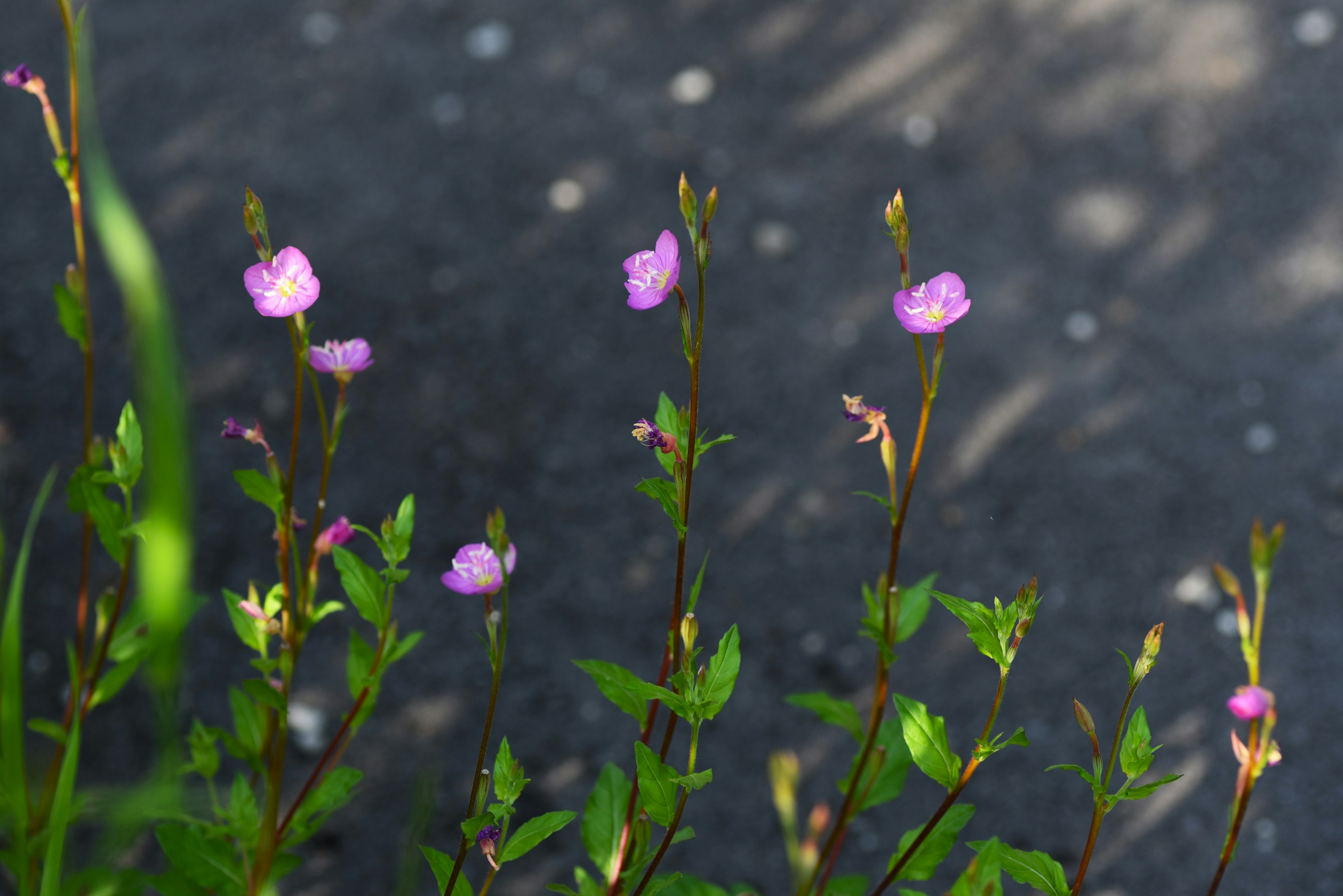 紫色の小さな花が咲く草の群れと背景の暗い地面