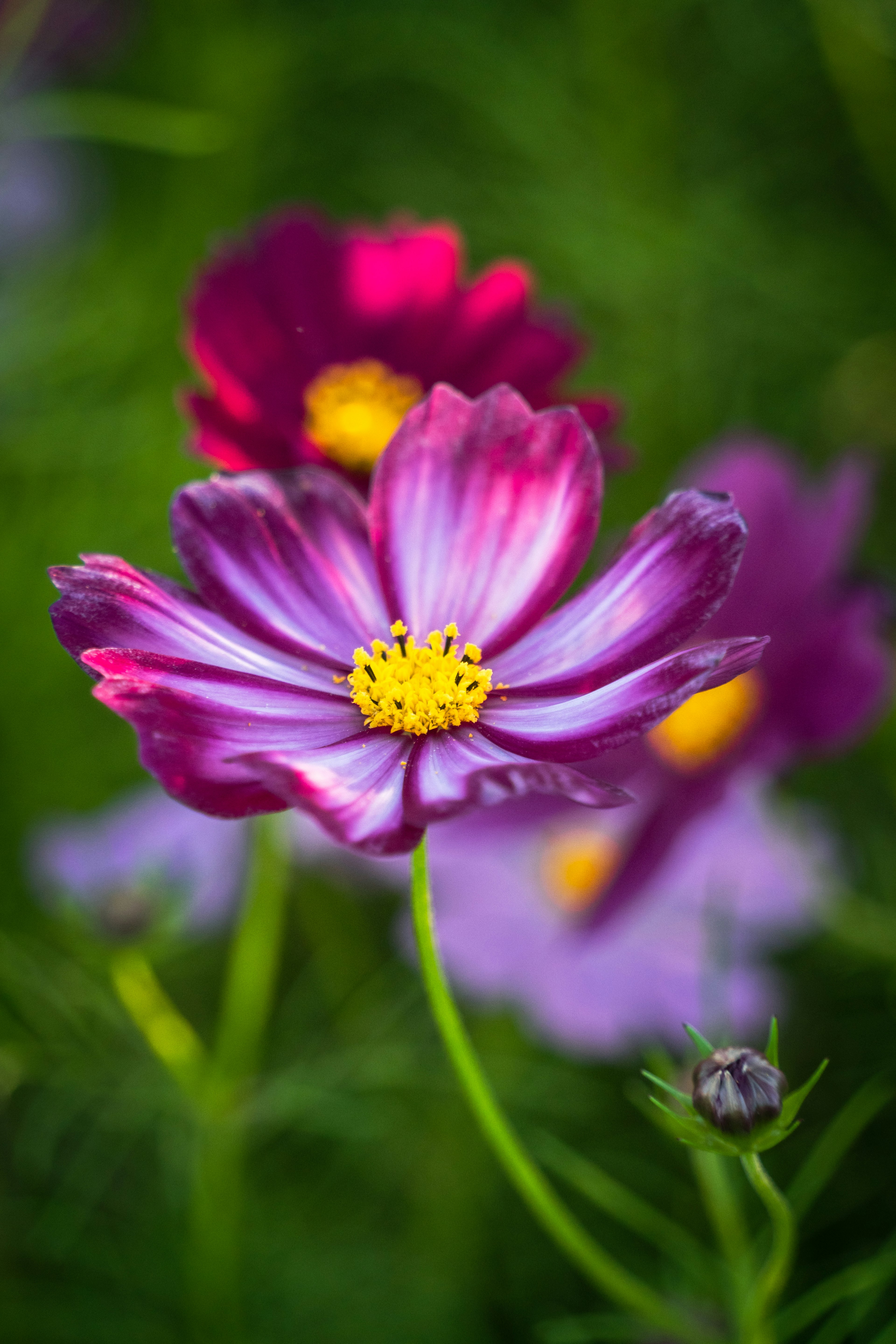 Lebendige lila und rosa Kosmeenblüten blühend