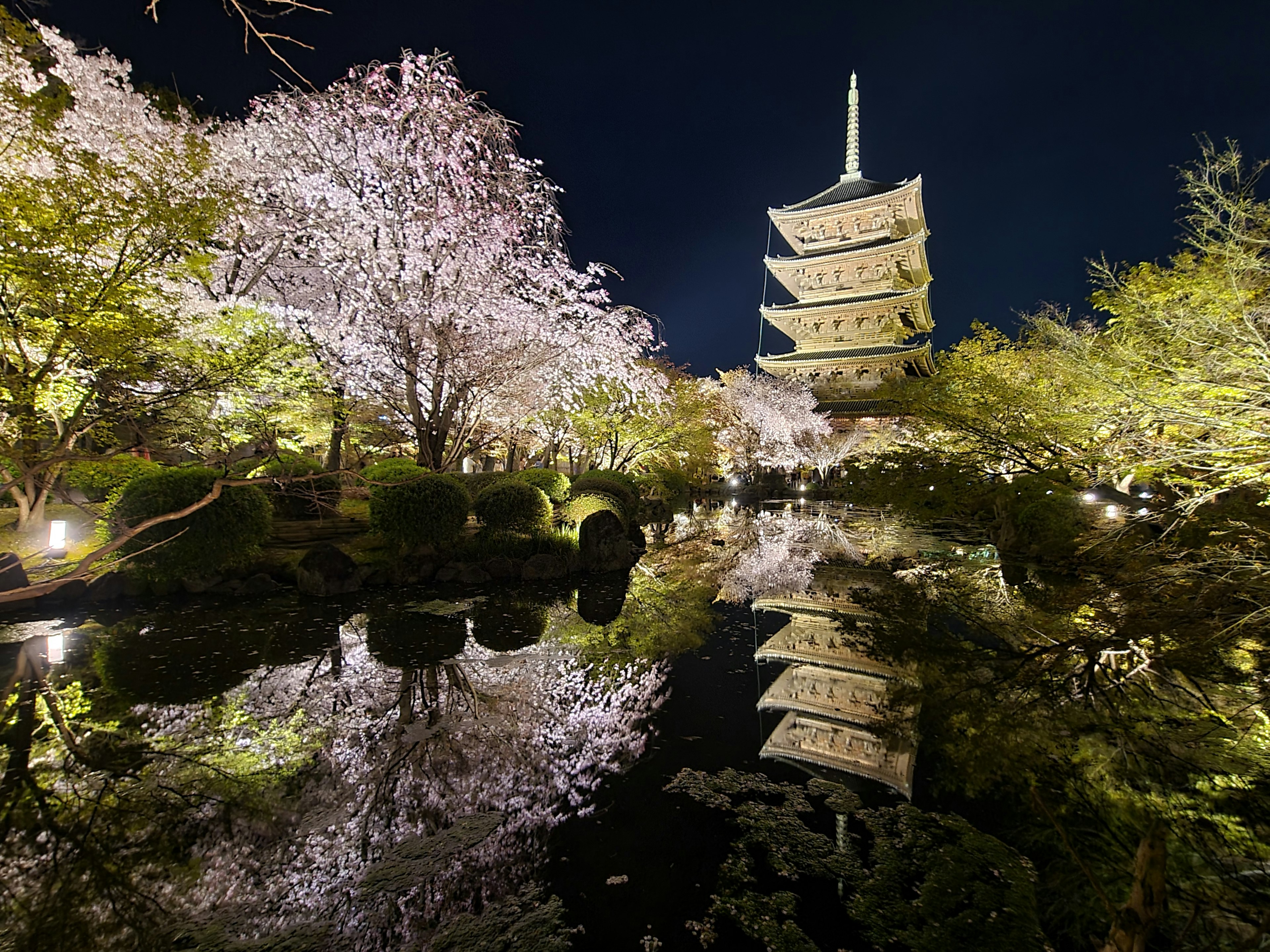 Beautiful night scene of cherry blossoms and a pagoda reflected in a pond