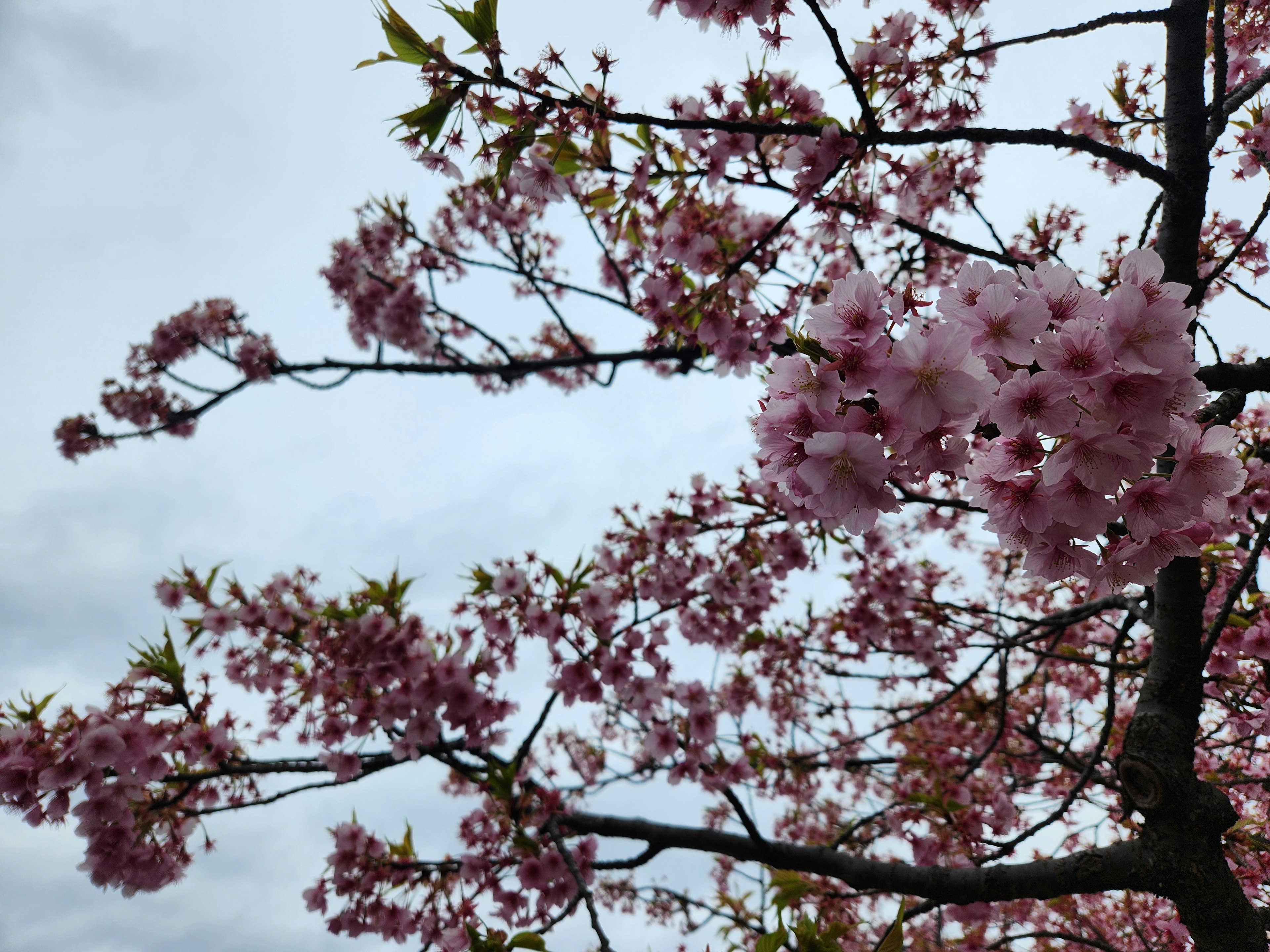 Close-up of cherry blossom branches in bloom