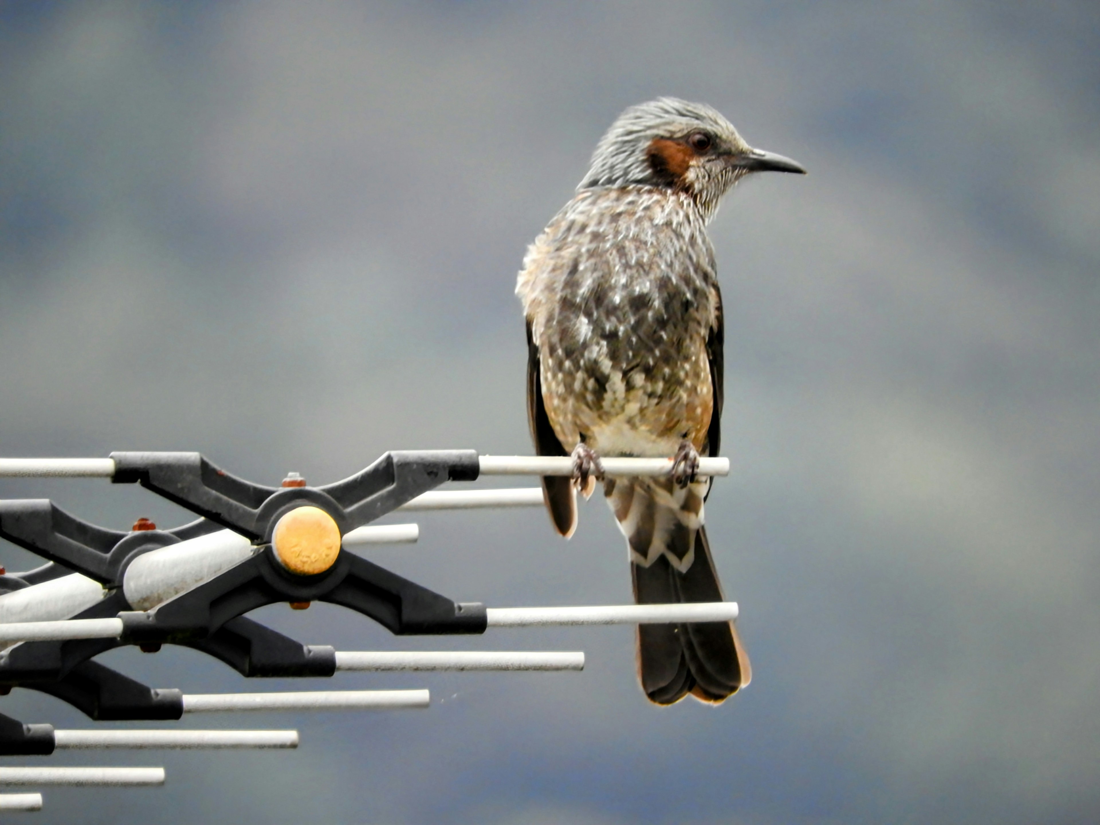 Primo piano di un uccello in posa su un'antenna